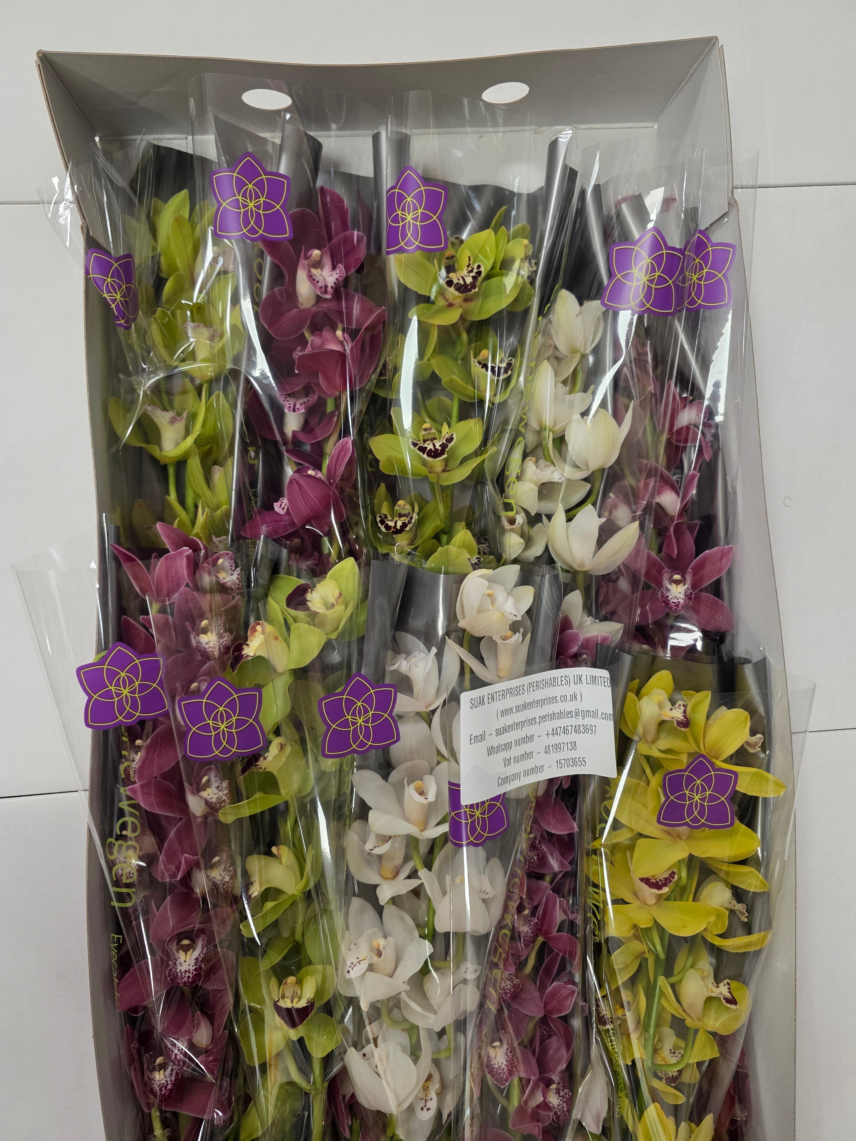 Farm Fresh Orchid/Cymbidium Mini Gemengd By Box ( Box of 15 Stems, Length -50cm )