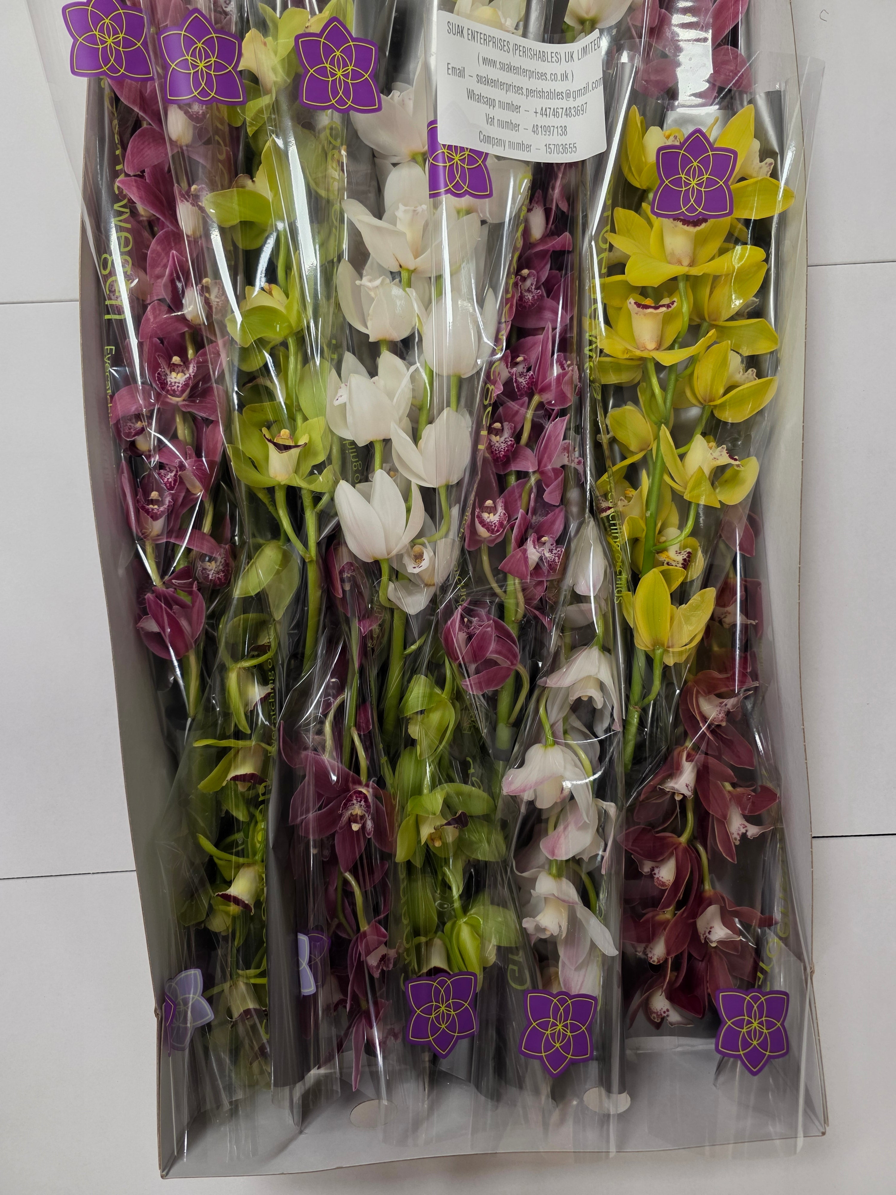 Farm Fresh Orchid/Cymbidium Mini Gemengd By Box ( Box of 15 Stems, Length -50cm )