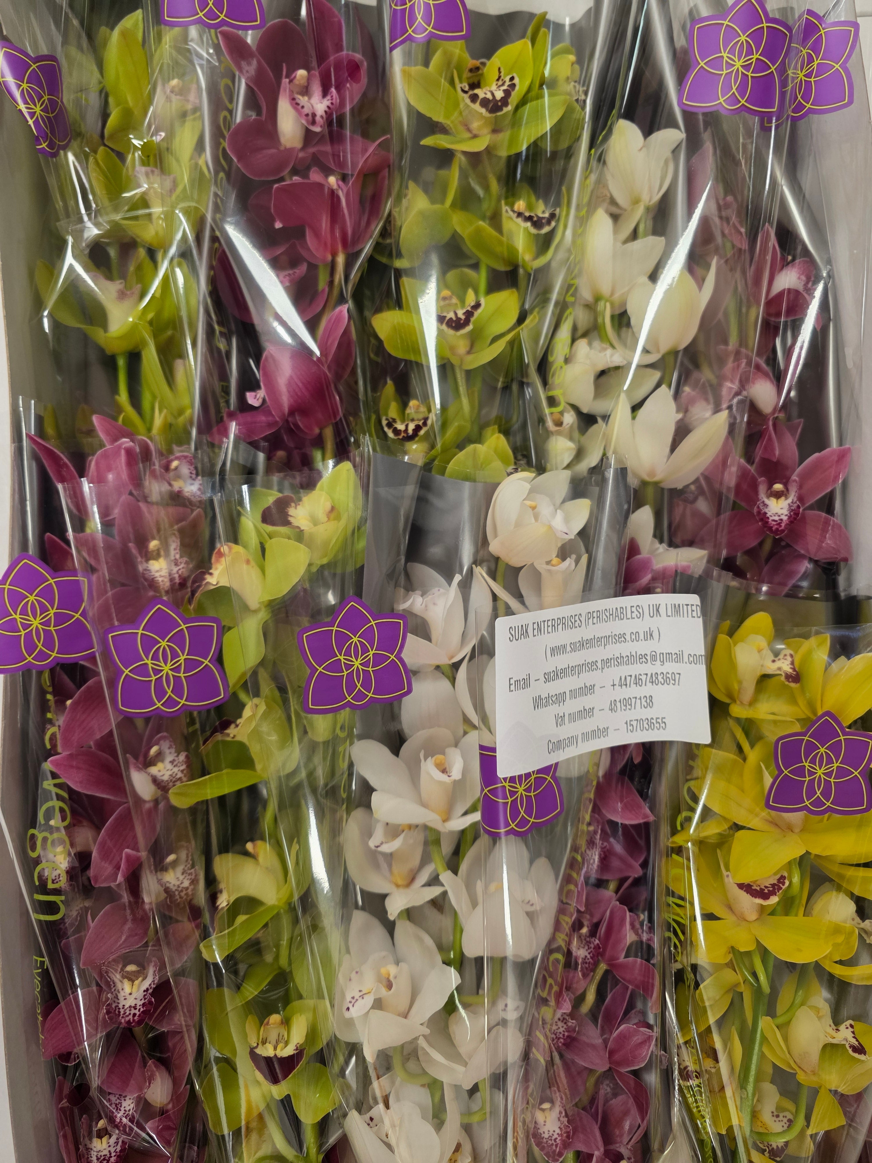 Farm Fresh Orchid/Cymbidium Mini Gemengd By Box ( Box of 15 Stems, Length -50cm )