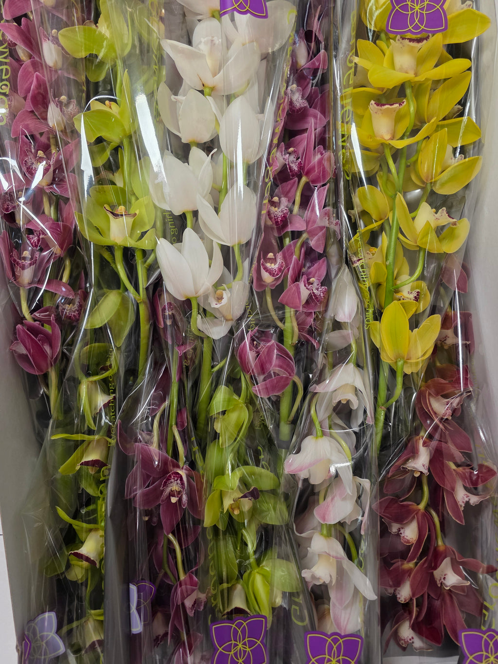 Farm Fresh Orchid/Cymbidium Mini Gemengd By Box ( Box of 15 Stems, Length -50cm )