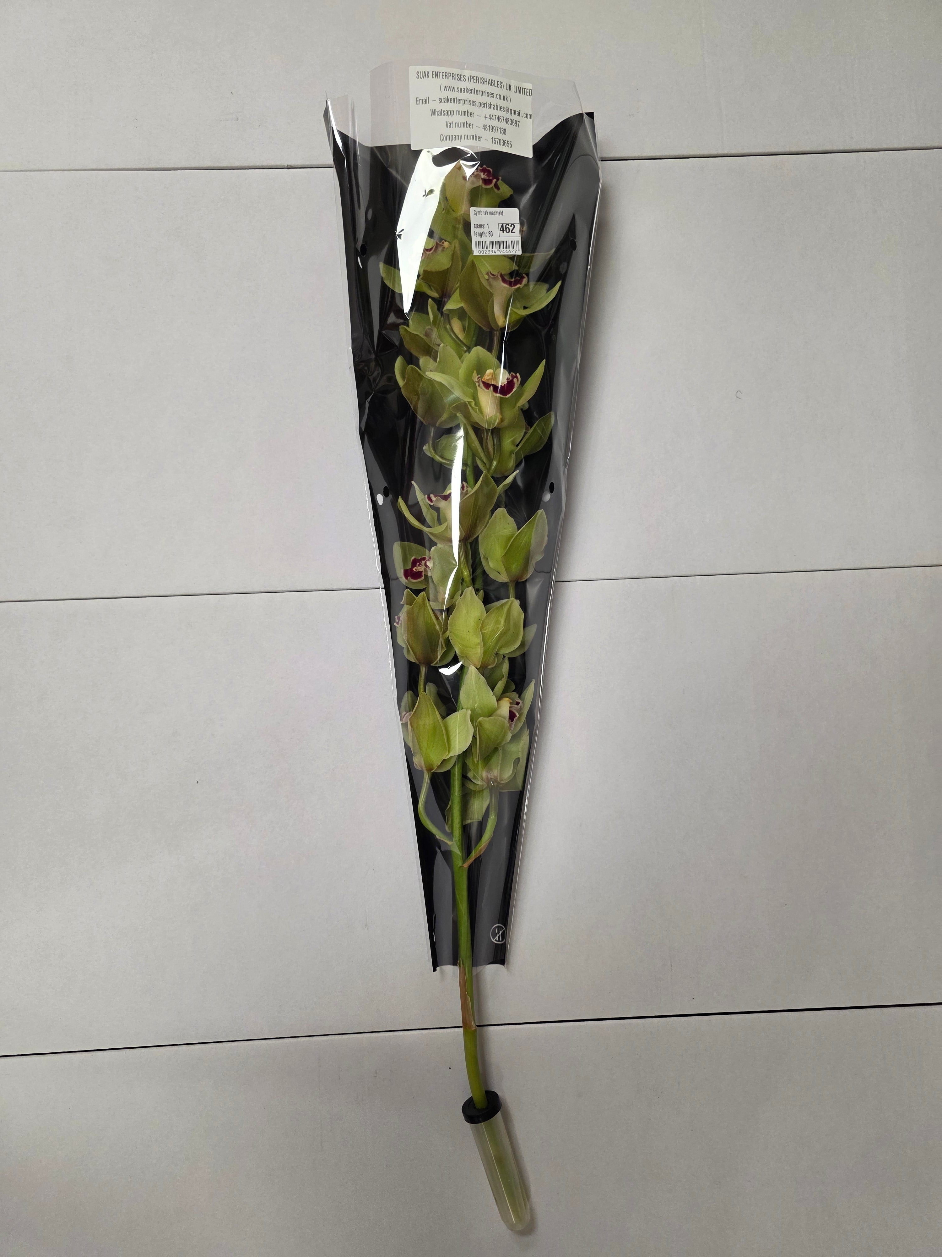 Farm Fresh Orchid/Cymbidium Tak Machteld (Bunch of 1 stems, Length 80cm)