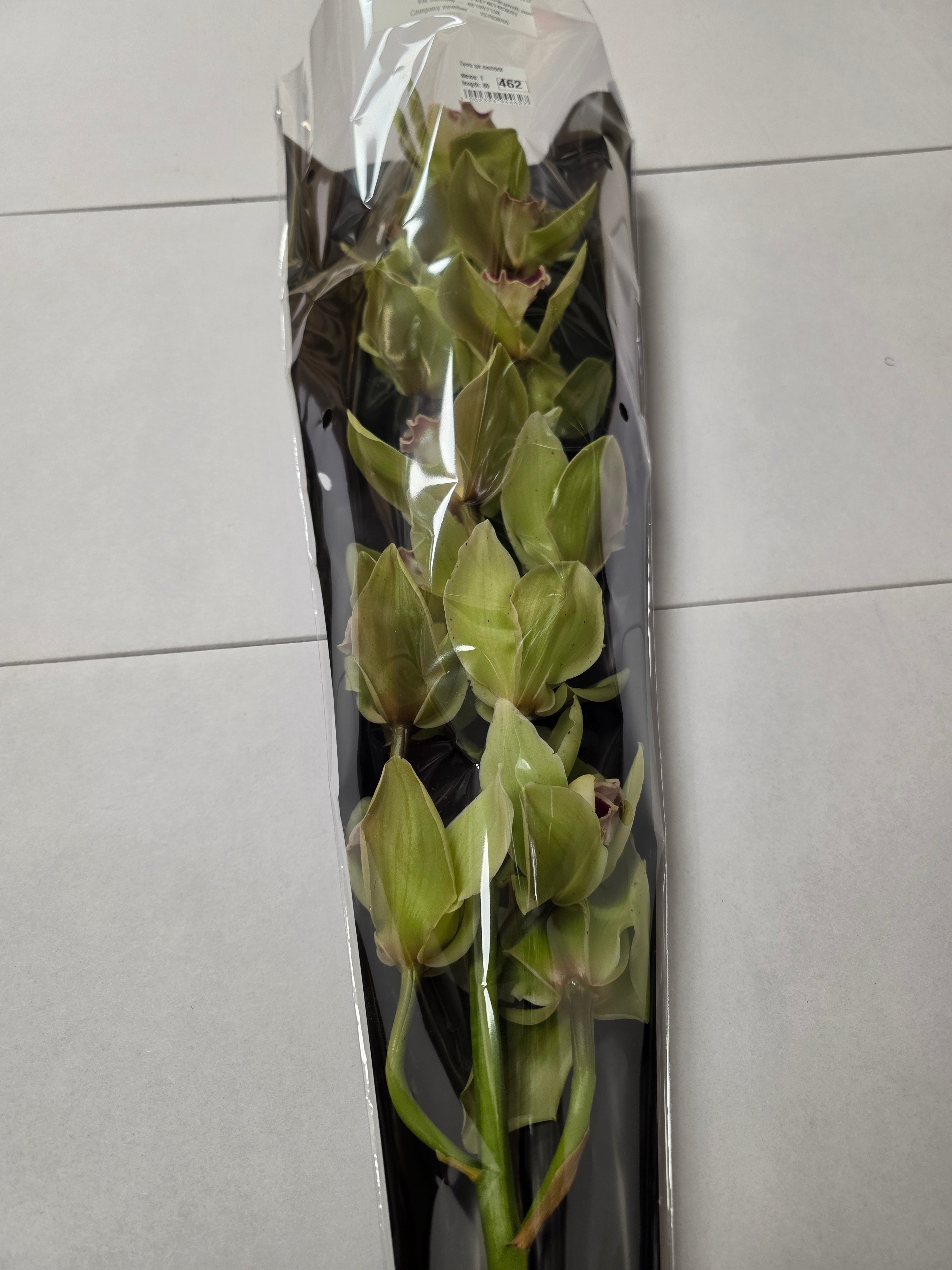 Farm Fresh Orchid/Cymbidium Tak Machteld (Bunch of 1 stems, Length 80cm)