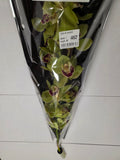 Farm Fresh Orchid/Cymbidium Tak Machteld (Bunch of 1 stems, Length 80cm)