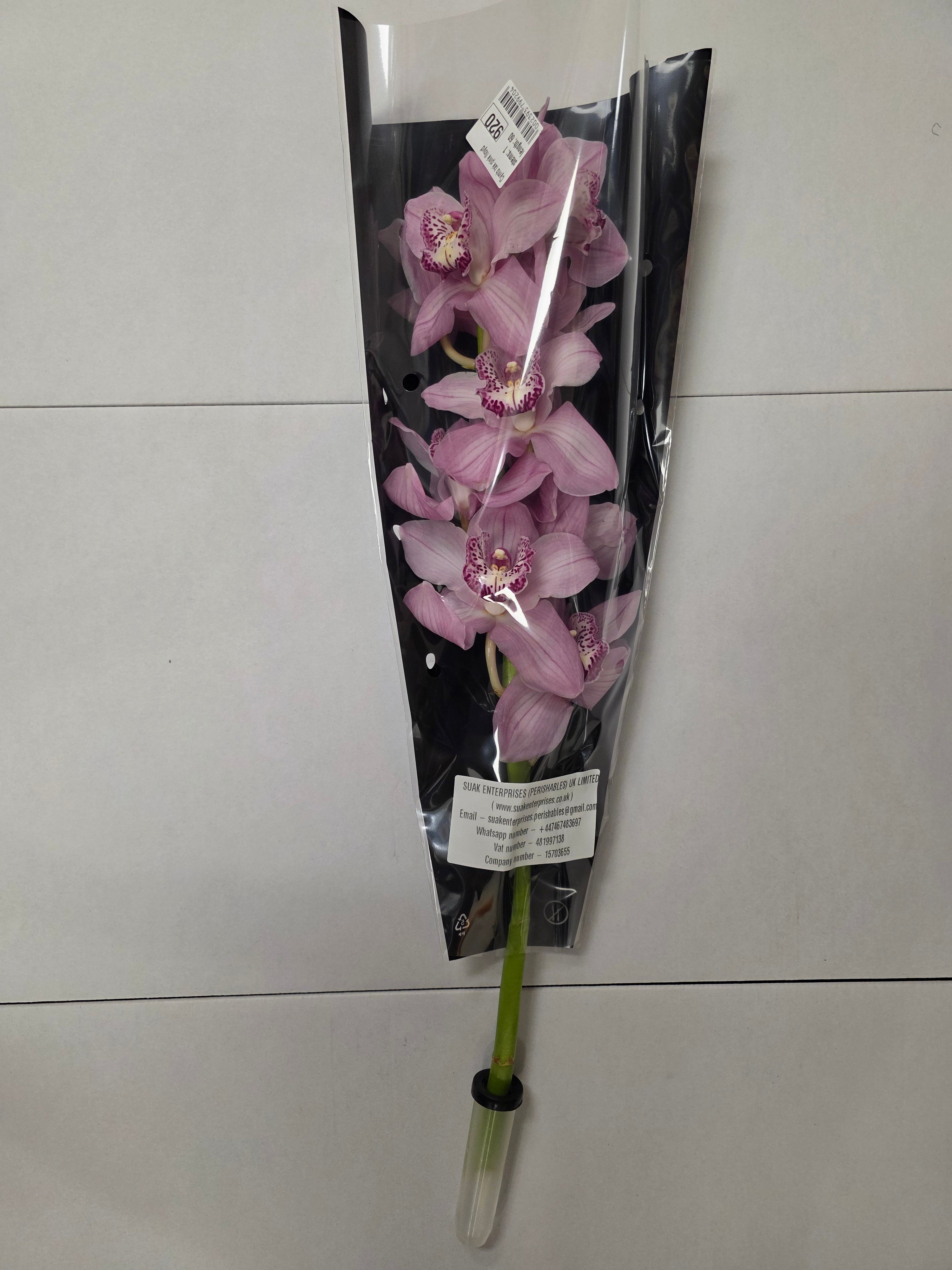 Farm Fresh Orchid/Cymbidium Tak Pink Floyd (Bunch of 1 stems, Length 60cm)