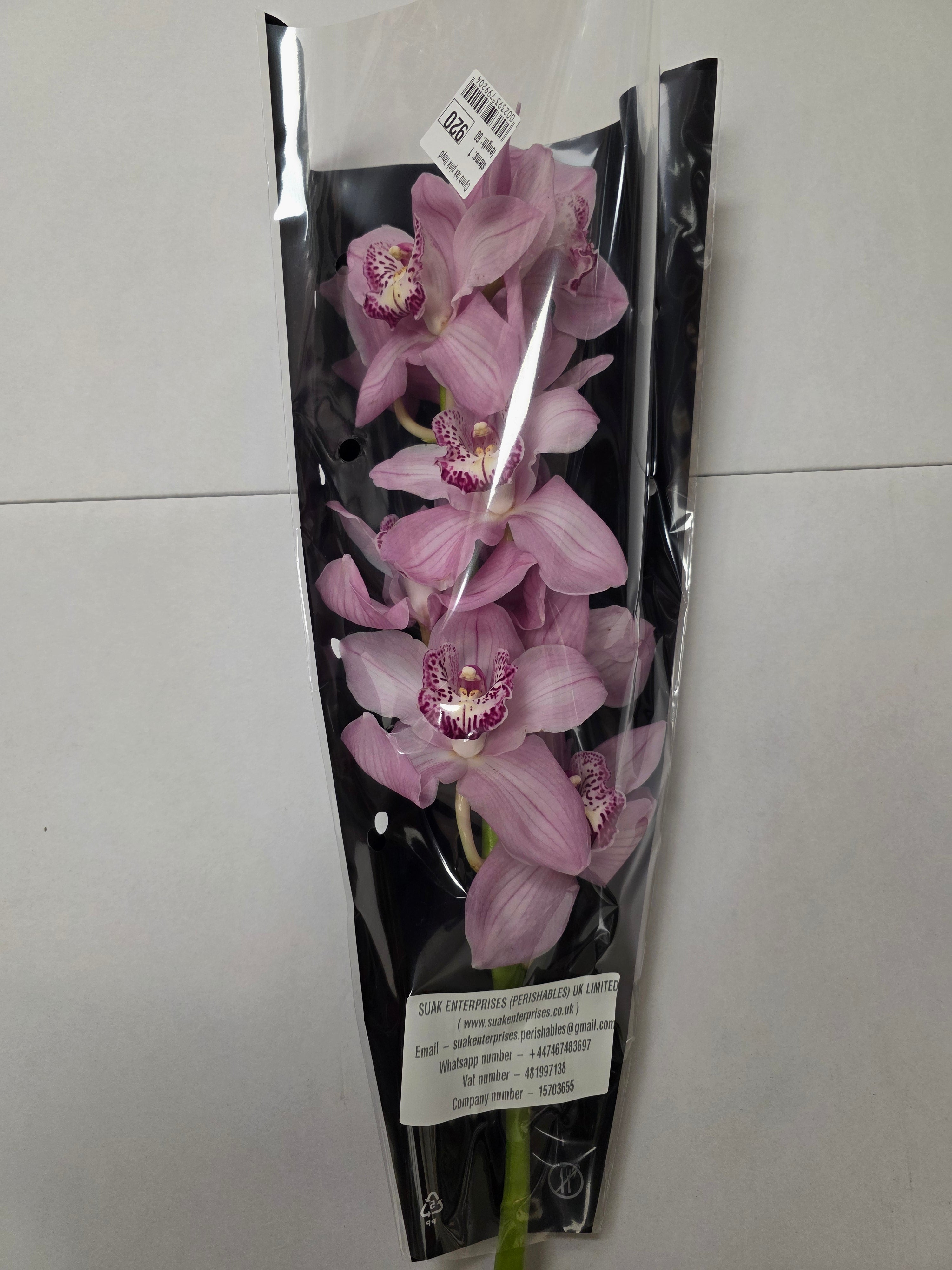 Farm Fresh Orchid/Cymbidium Tak Pink Floyd (Bunch of 1 stems, Length 60cm)