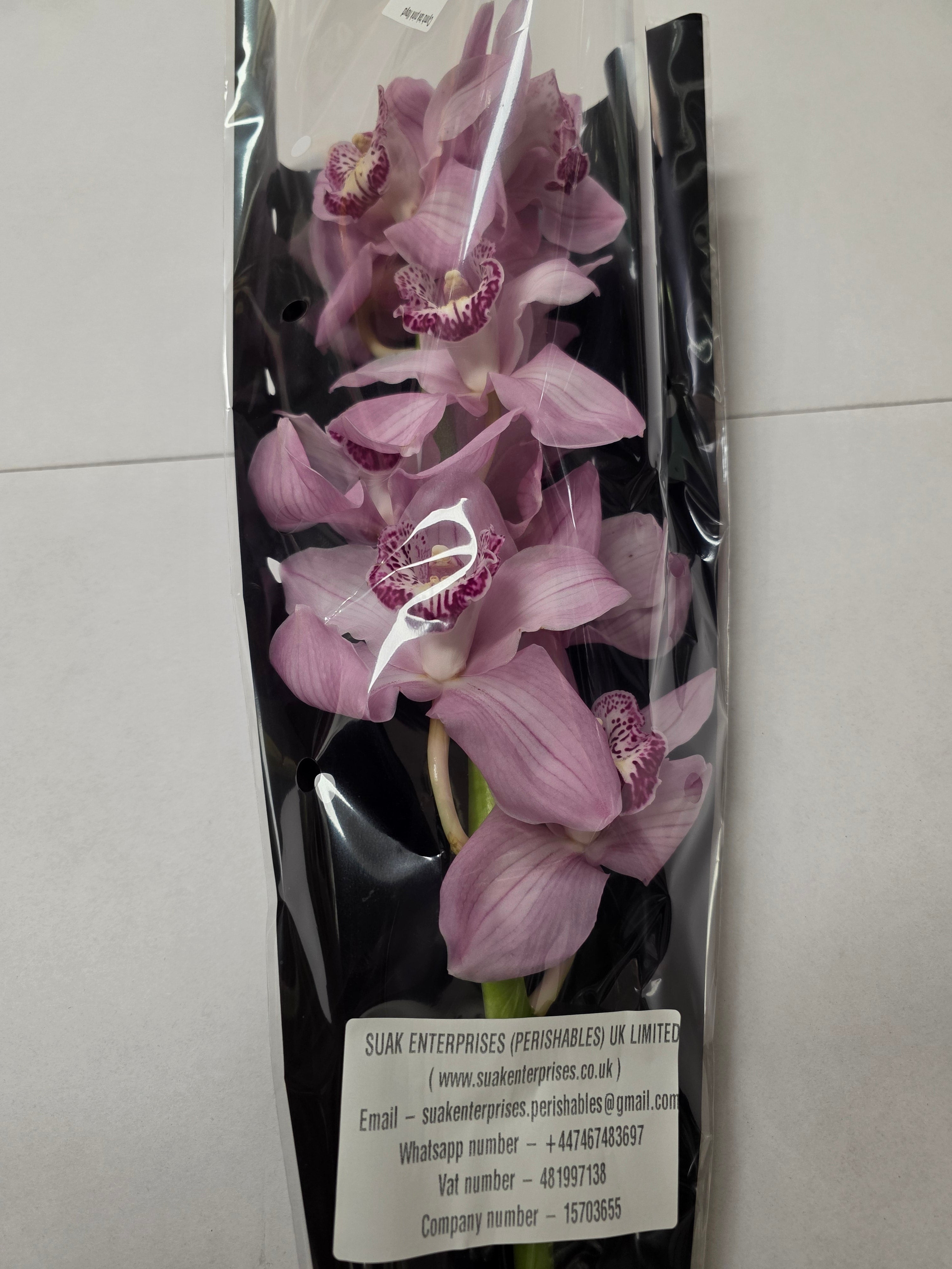 Farm Fresh Orchid/Cymbidium Tak Pink Floyd (Bunch of 1 stems, Length 60cm)