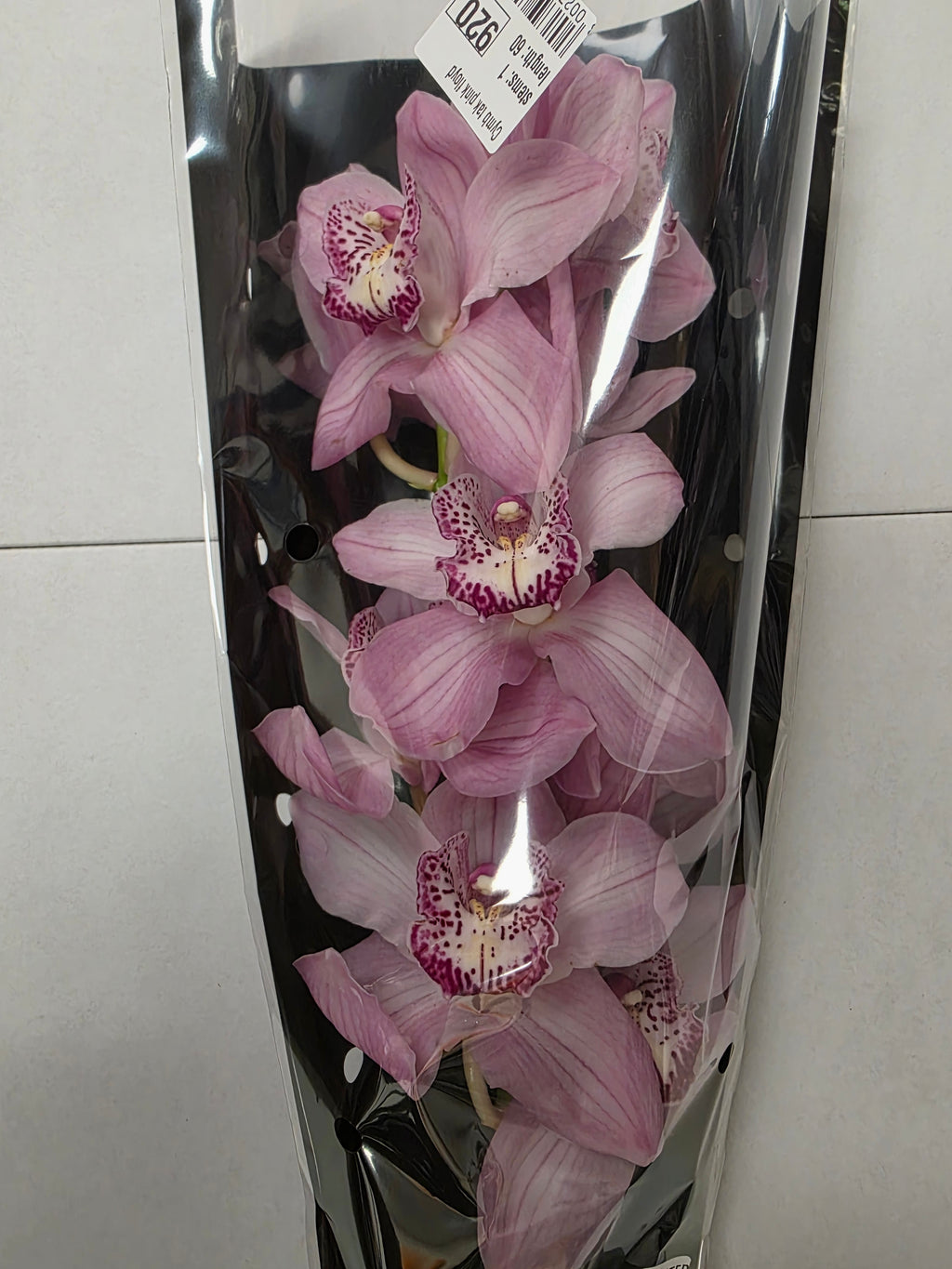 Farm Fresh Orchid/Cymbidium Tak Pink Floyd (Bunch of 1 stems, Length 60cm)