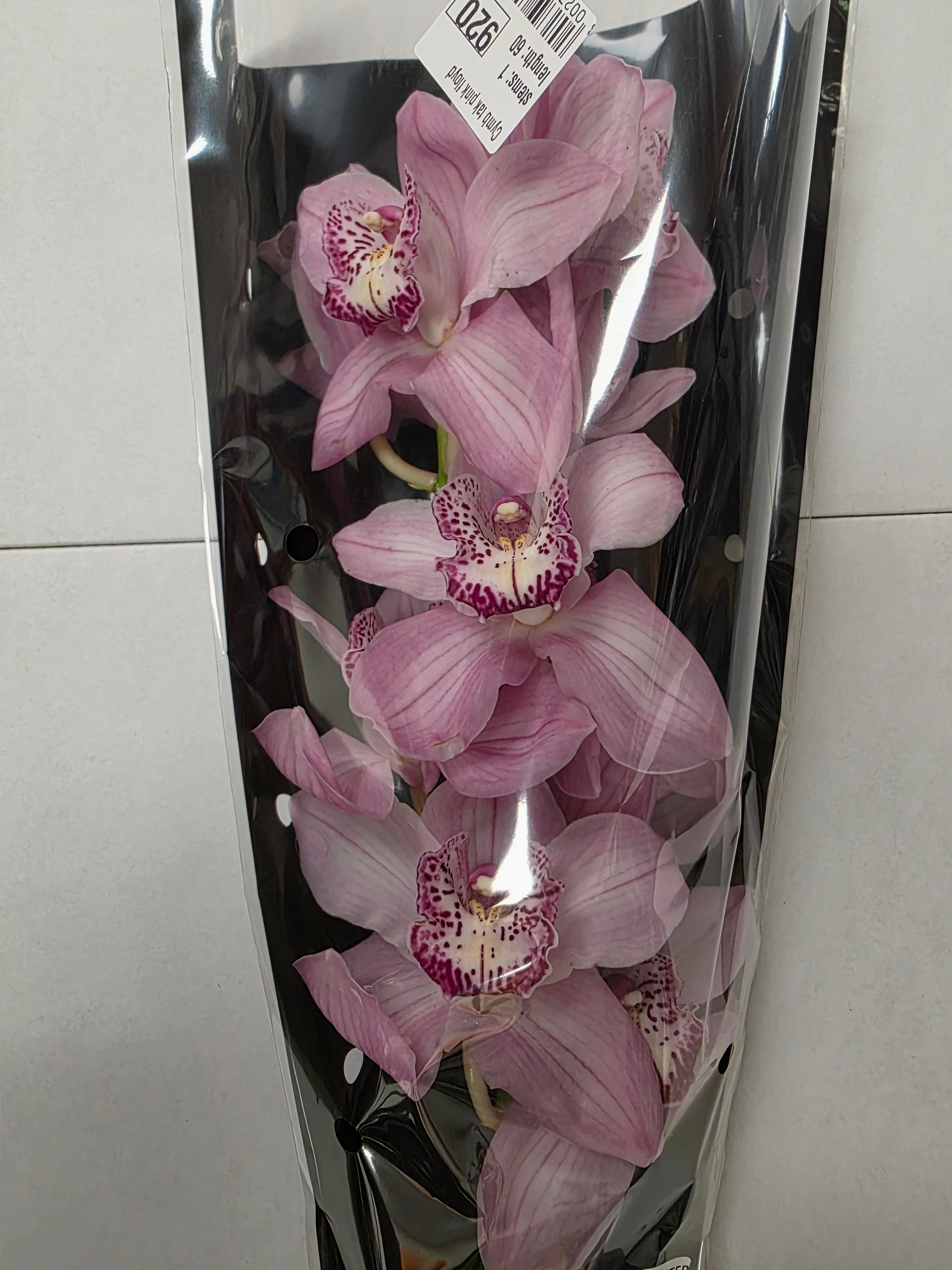 Farm Fresh Orchid/Cymbidium Tak Pink Floyd (Bunch of 1 stems, Length 60cm)