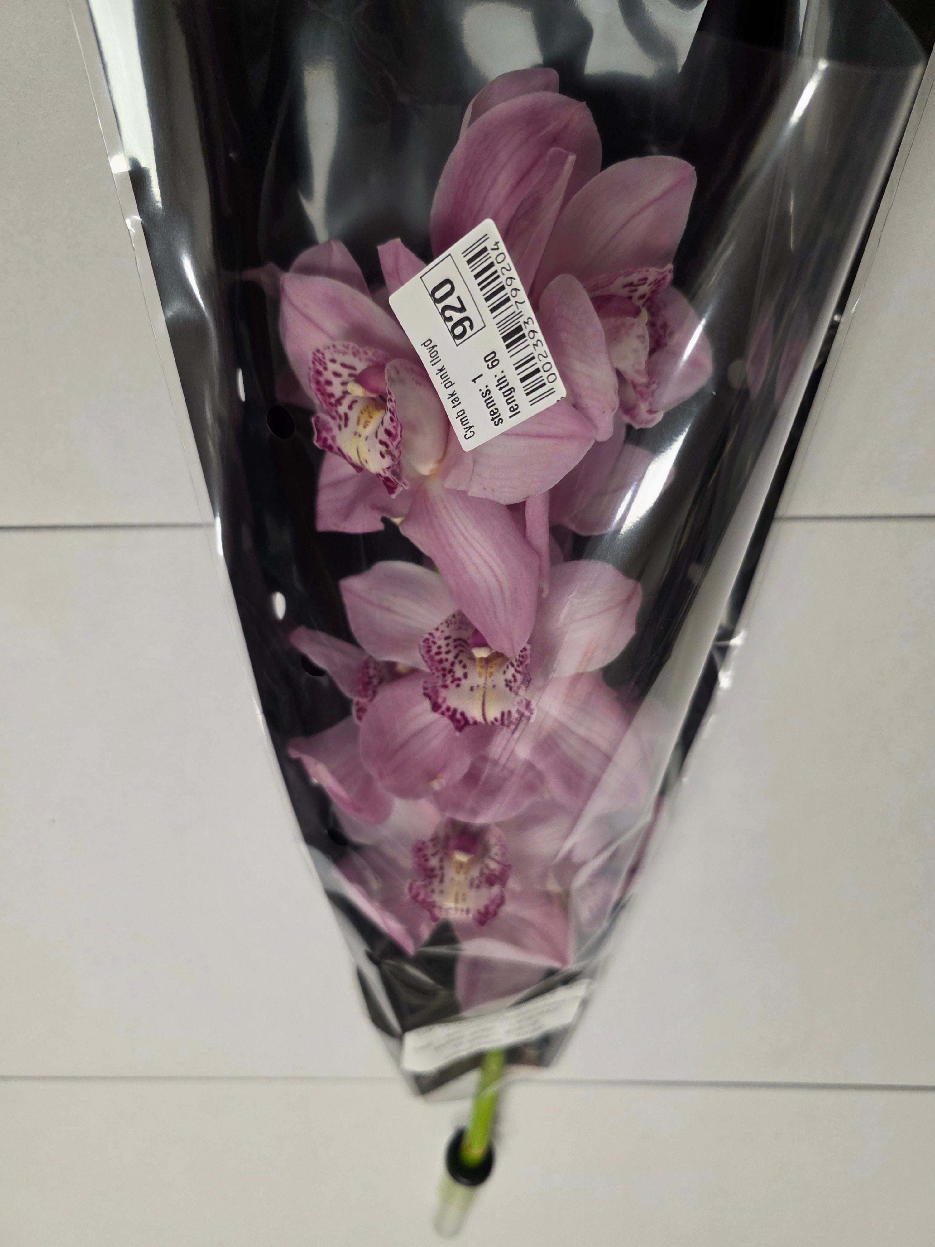 Farm Fresh Orchid/Cymbidium Tak Pink Floyd (Bunch of 1 stems, Length 60cm)