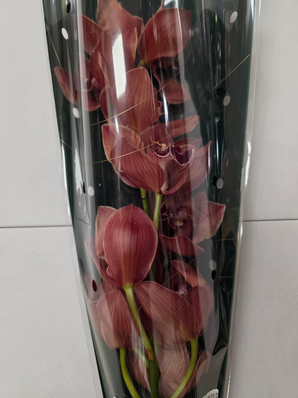Farm Fresh Orchid/Cymbidium Tak Princess Frederica (Bunch of 1 stems, Length 60cm)