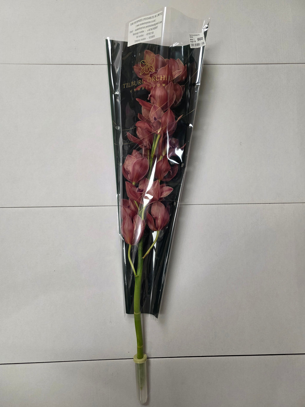 Farm Fresh Orchid/Cymbidium Tak Princess Frederica (Bunch of 1 stems, Length 80cm)