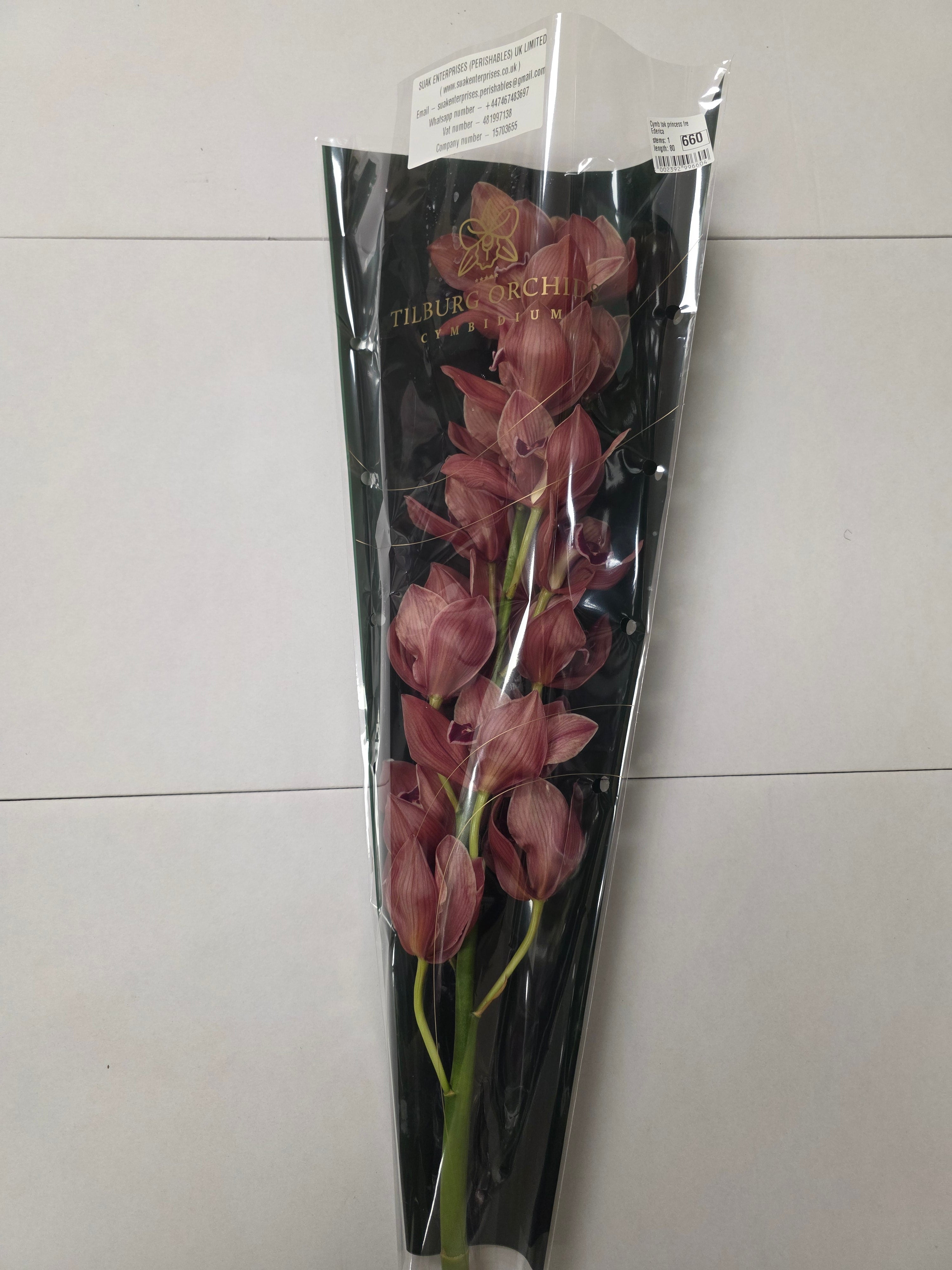 Farm Fresh Orchid/Cymbidium Tak Princess Frederica (Bunch of 1 stems, Length 80cm)
