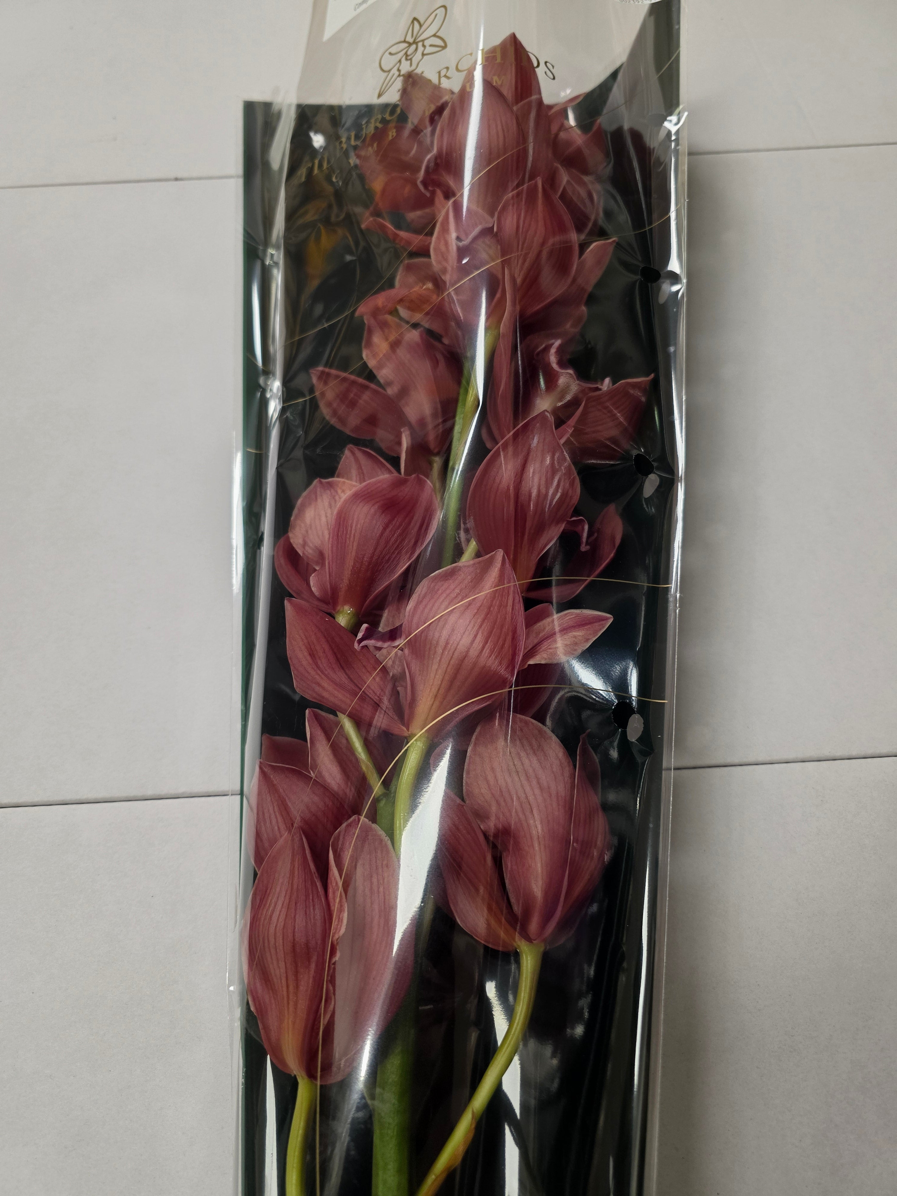 Farm Fresh Orchid/Cymbidium Tak Princess Frederica (Bunch of 1 stems, Length 80cm)