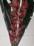 Farm Fresh Orchid/Cymbidium Tak Princess Frederica (Bunch of 1 stems, Length 80cm)
