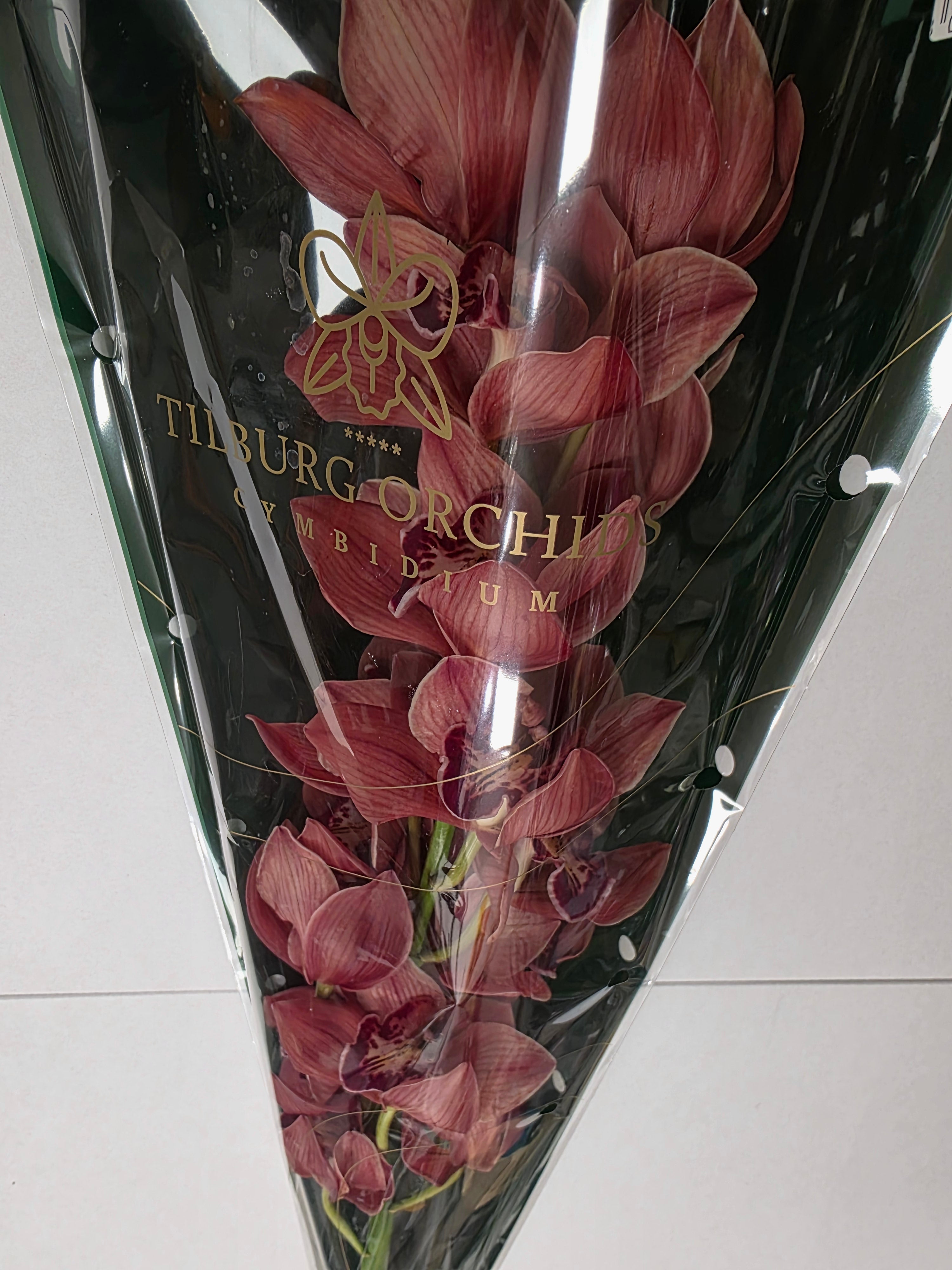 Farm Fresh Orchid/Cymbidium Tak Princess Frederica (Bunch of 1 stems, Length 80cm)