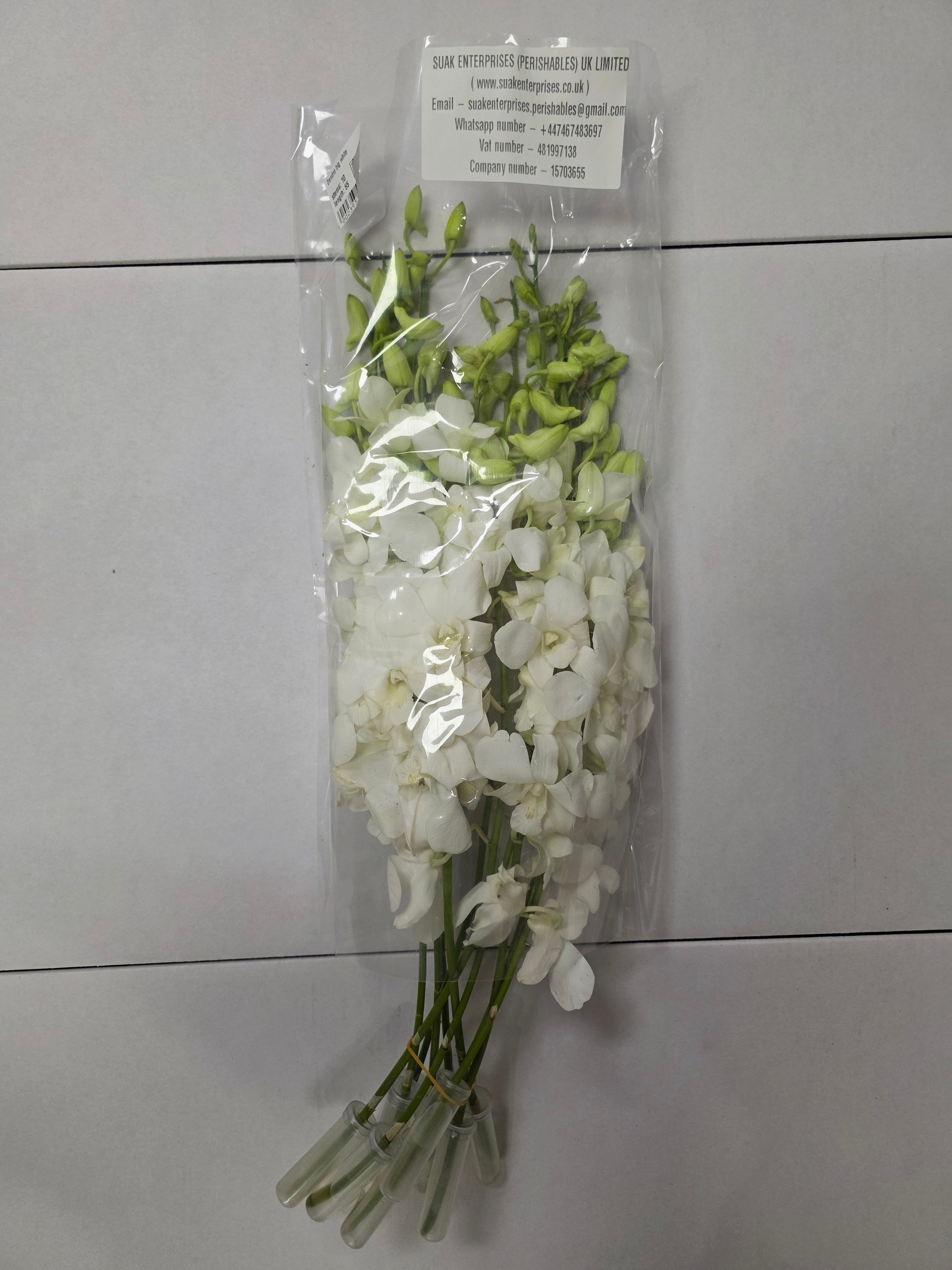 Farm Fresh Orchid Dendro Big White (Bunch of 10 stems, Length 55cm)