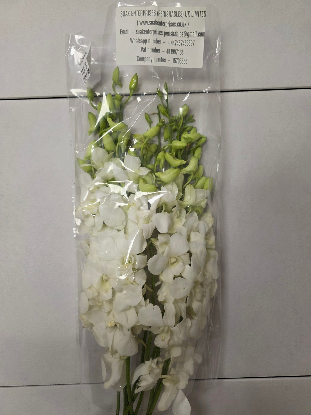 Farm Fresh Orchid Dendro Big White (Bunch of 10 stems, Length 55cm)