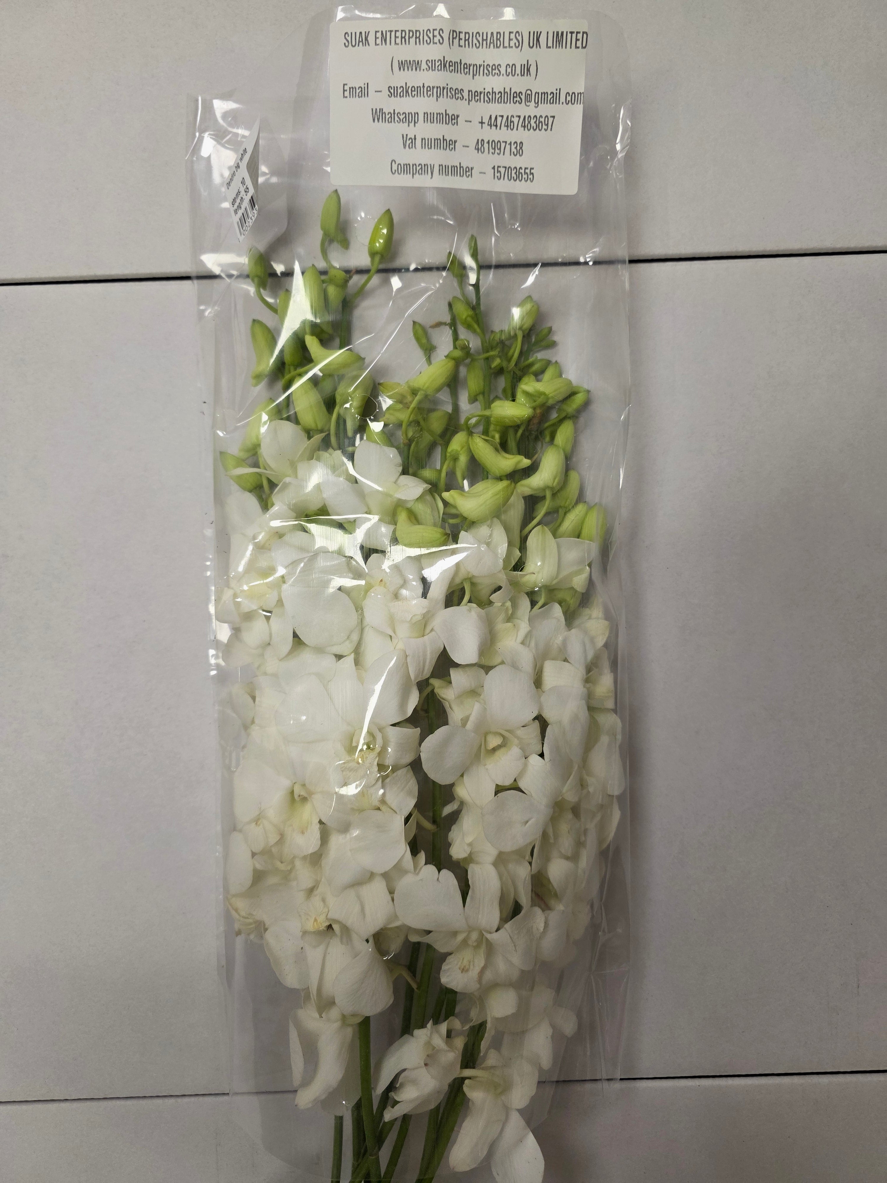 Farm Fresh Orchid Dendro Big White (Bunch of 10 stems, Length 55cm)