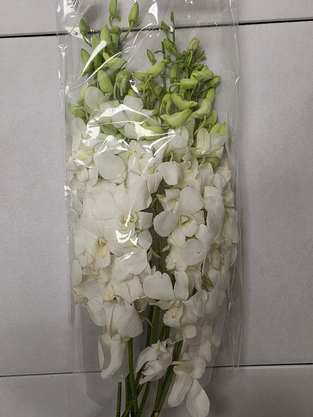 Farm Fresh Orchid Dendro Big White (Bunch of 10 stems, Length 55cm)