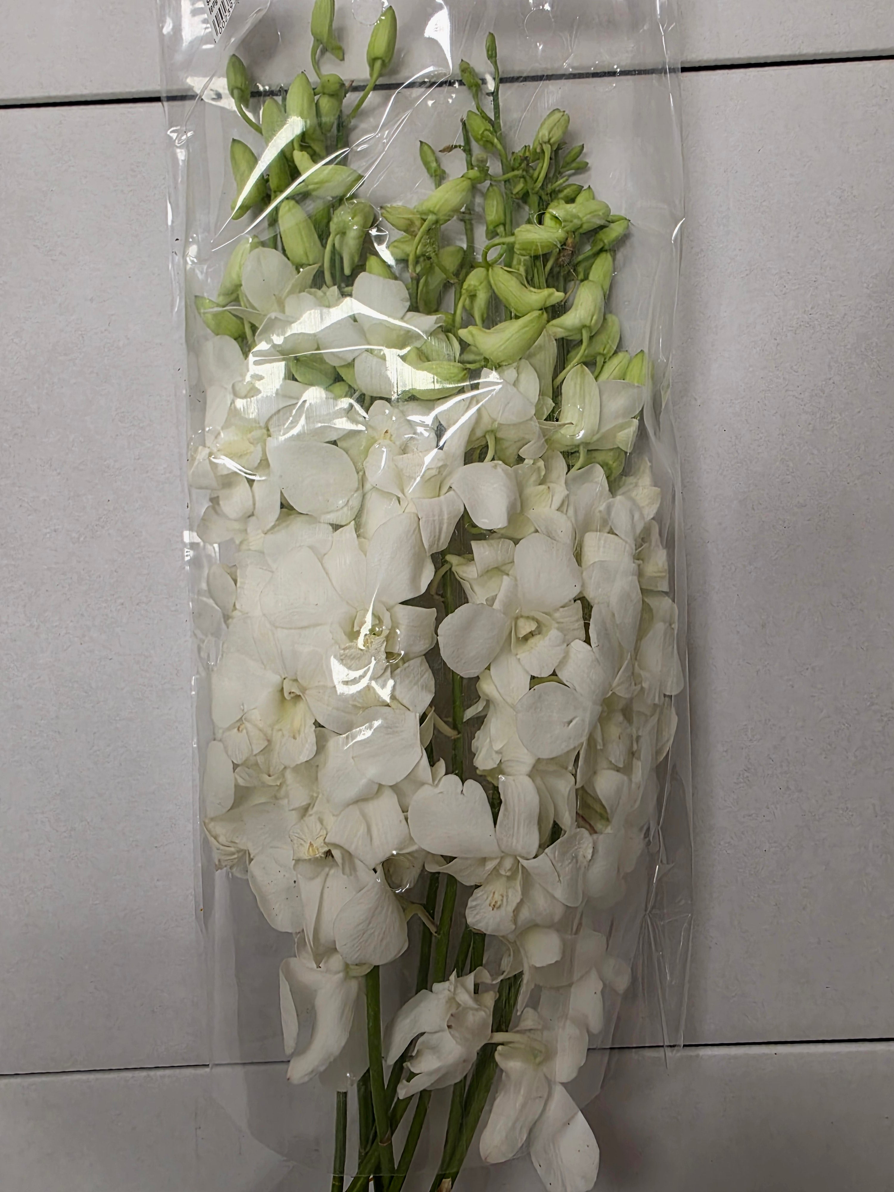 Farm Fresh Orchid Dendro Big White (Bunch of 10 stems, Length 55cm)