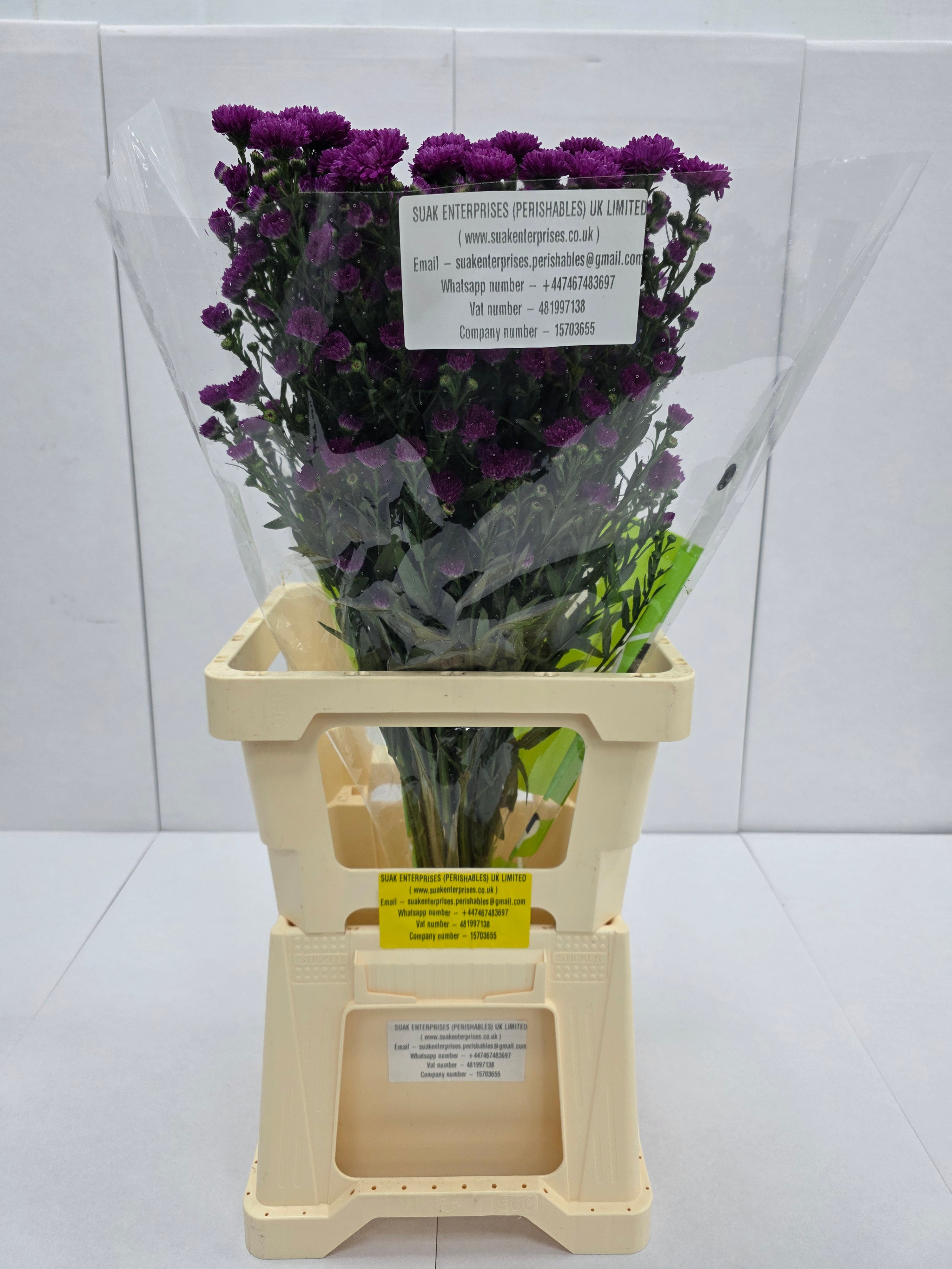 Farm Fresh Aster Flash(Bunch of 25 stems, Length 70cm)
