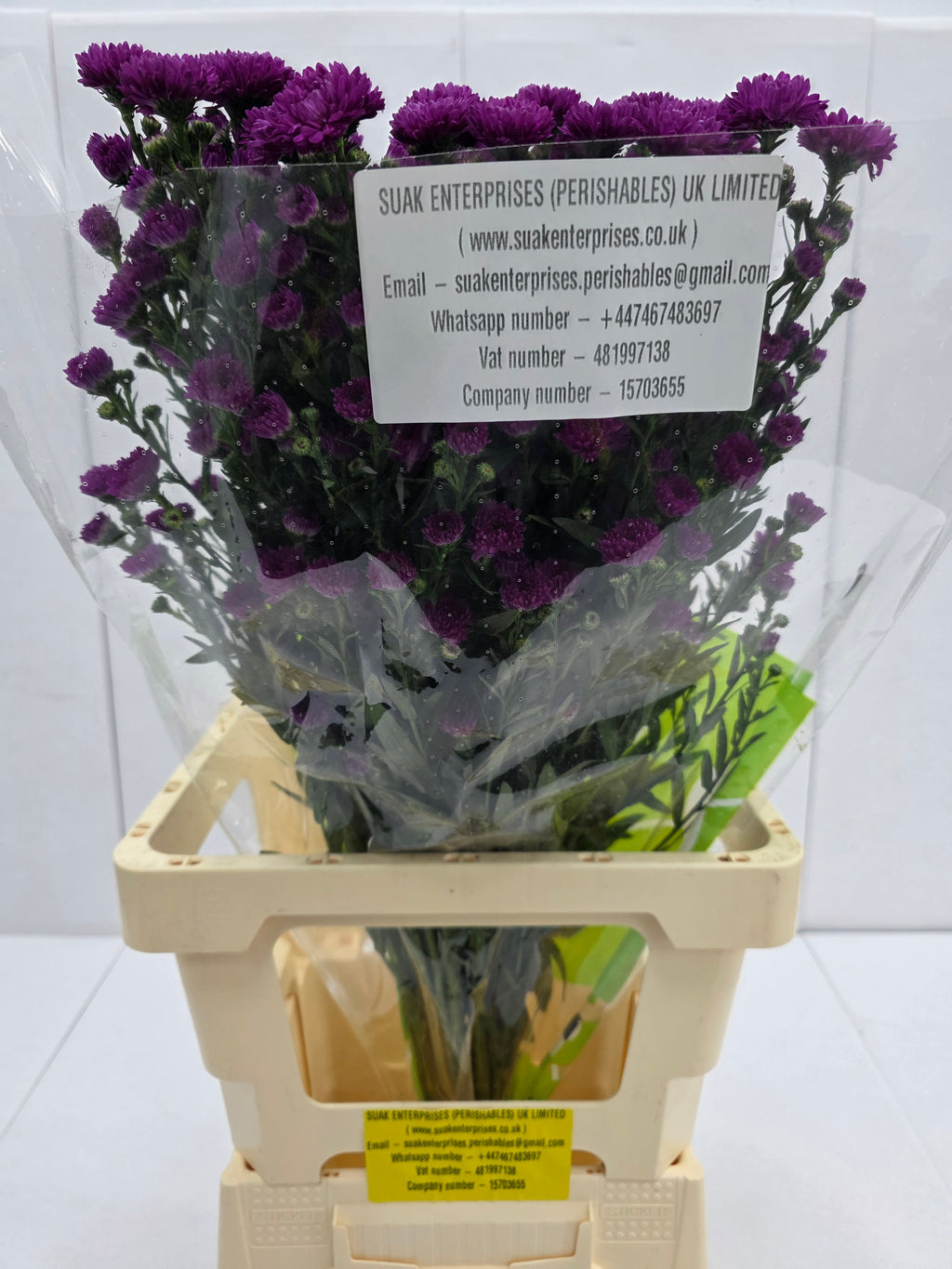Farm Fresh Aster Flash(Bunch of 25 stems, Length 70cm)