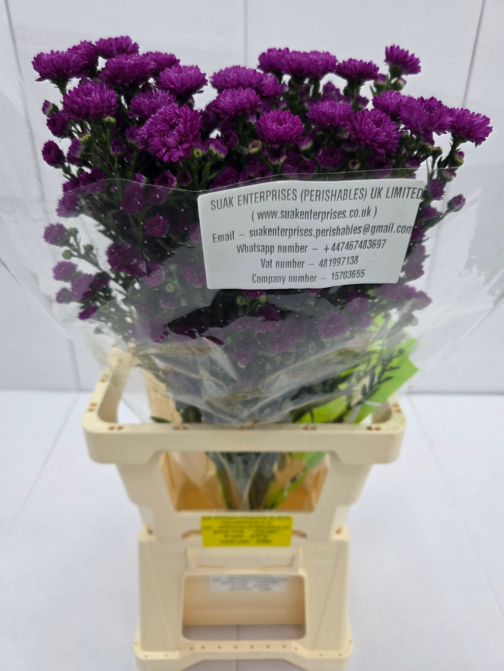 Farm Fresh Aster Flash(Bunch of 25 stems, Length 70cm)
