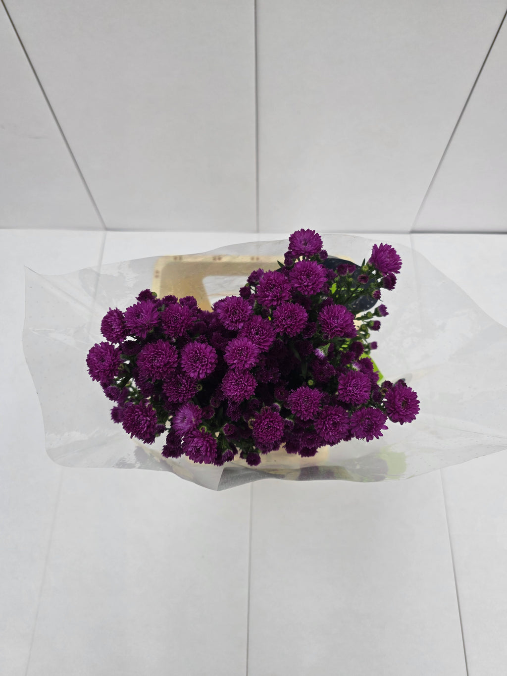 Farm Fresh Aster Flash(Bunch of 25 stems, Length 70cm)