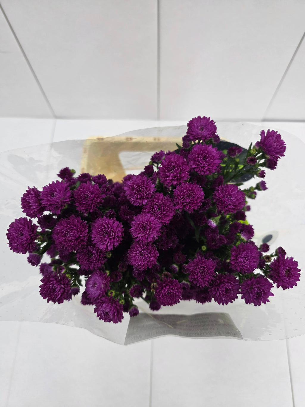 Farm Fresh Aster Flash(Bunch of 25 stems, Length 70cm)