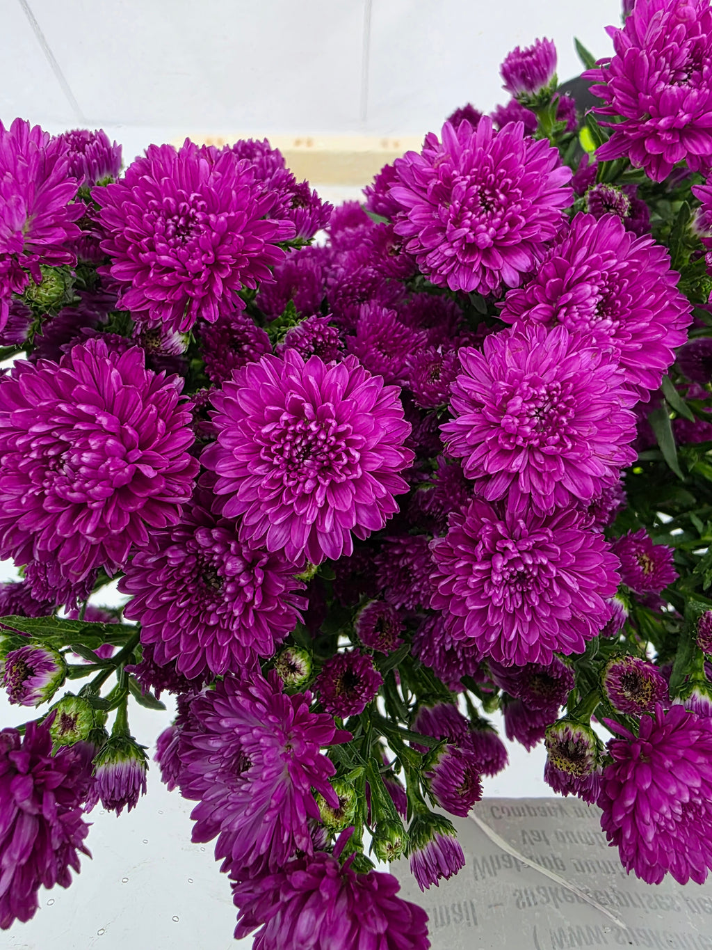 Farm Fresh Aster Flash(Bunch of 25 stems, Length 70cm)