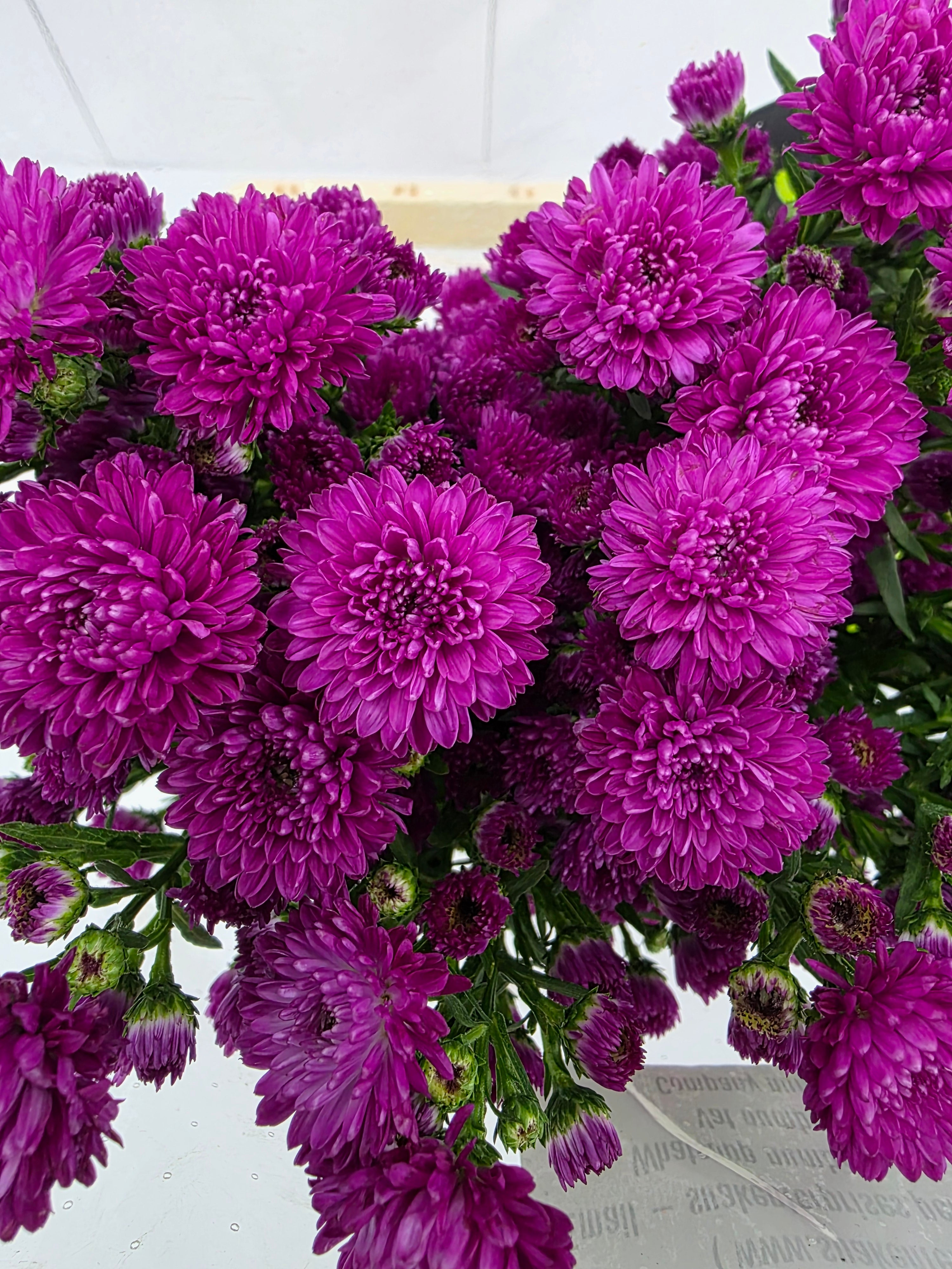 Farm Fresh Aster Flash(Bunch of 25 stems, Length 70cm)