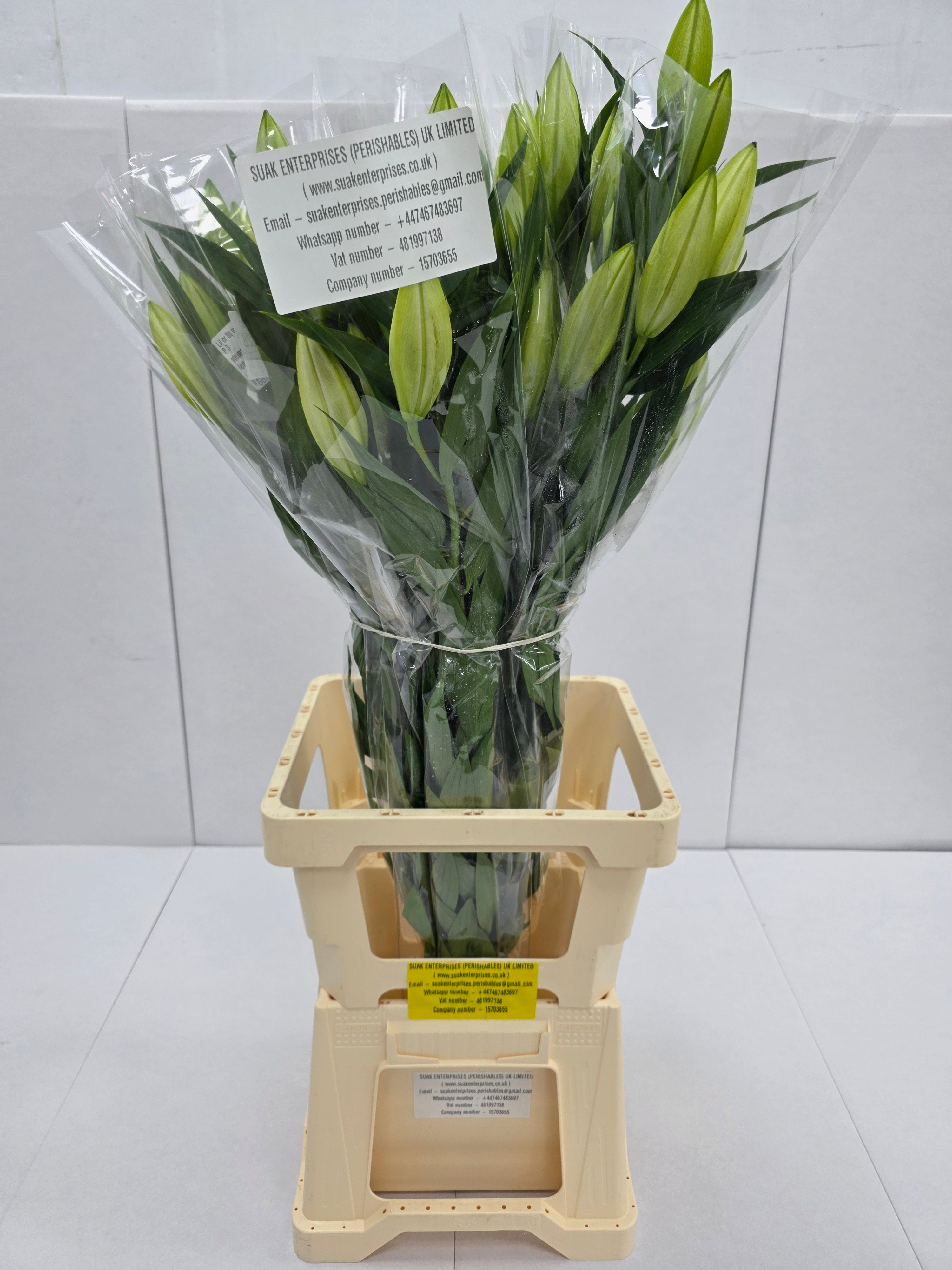 Farm Fresh Lilium Oriental Bq White Op 3(Bunch of 10stems,Length 80cm)