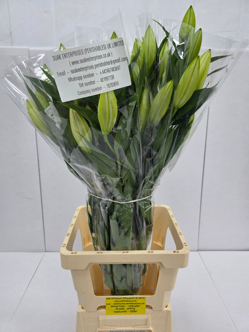 Farm Fresh Lilium Oriental Bq White Op 3(Bunch of 10stems,Length 80cm)
