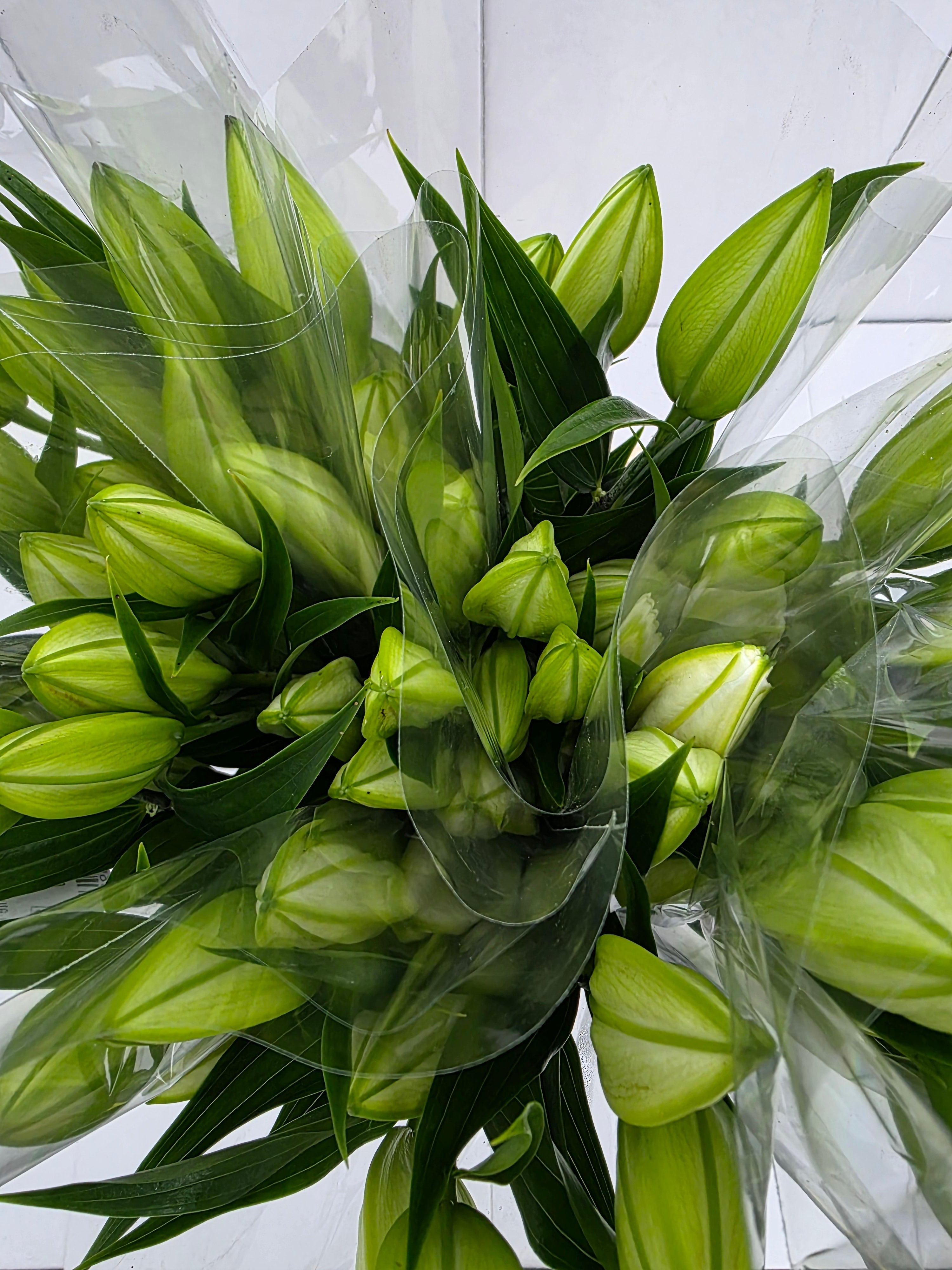 Farm Fresh Lilium Oriental Bq White Op 3(Bunch of 10stems,Length 80cm)
