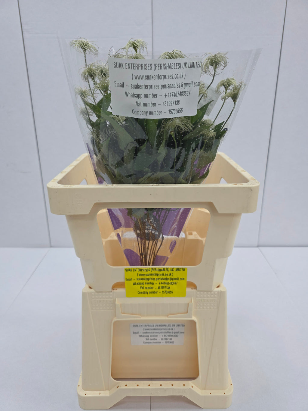 Farm Fresh Clematis Amazing Kibo(Bunch of 10 stems, Length 70cm)