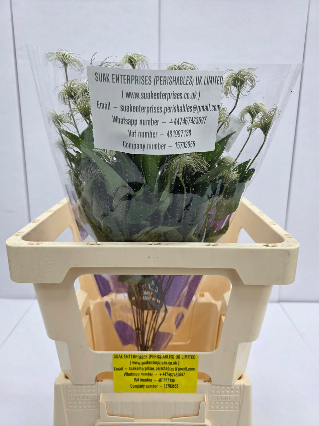 Farm Fresh Clematis Amazing Kibo(Bunch of 10 stems, Length 60cm)