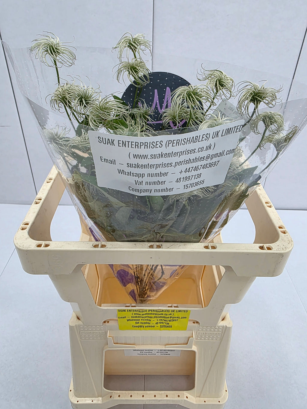 Farm Fresh Clematis Amazing Kibo(Bunch of 10 stems, Length 60cm)