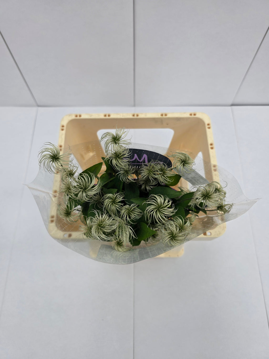 Farm Fresh Clematis Amazing Kibo(Bunch of 10 stems, Length 70cm)