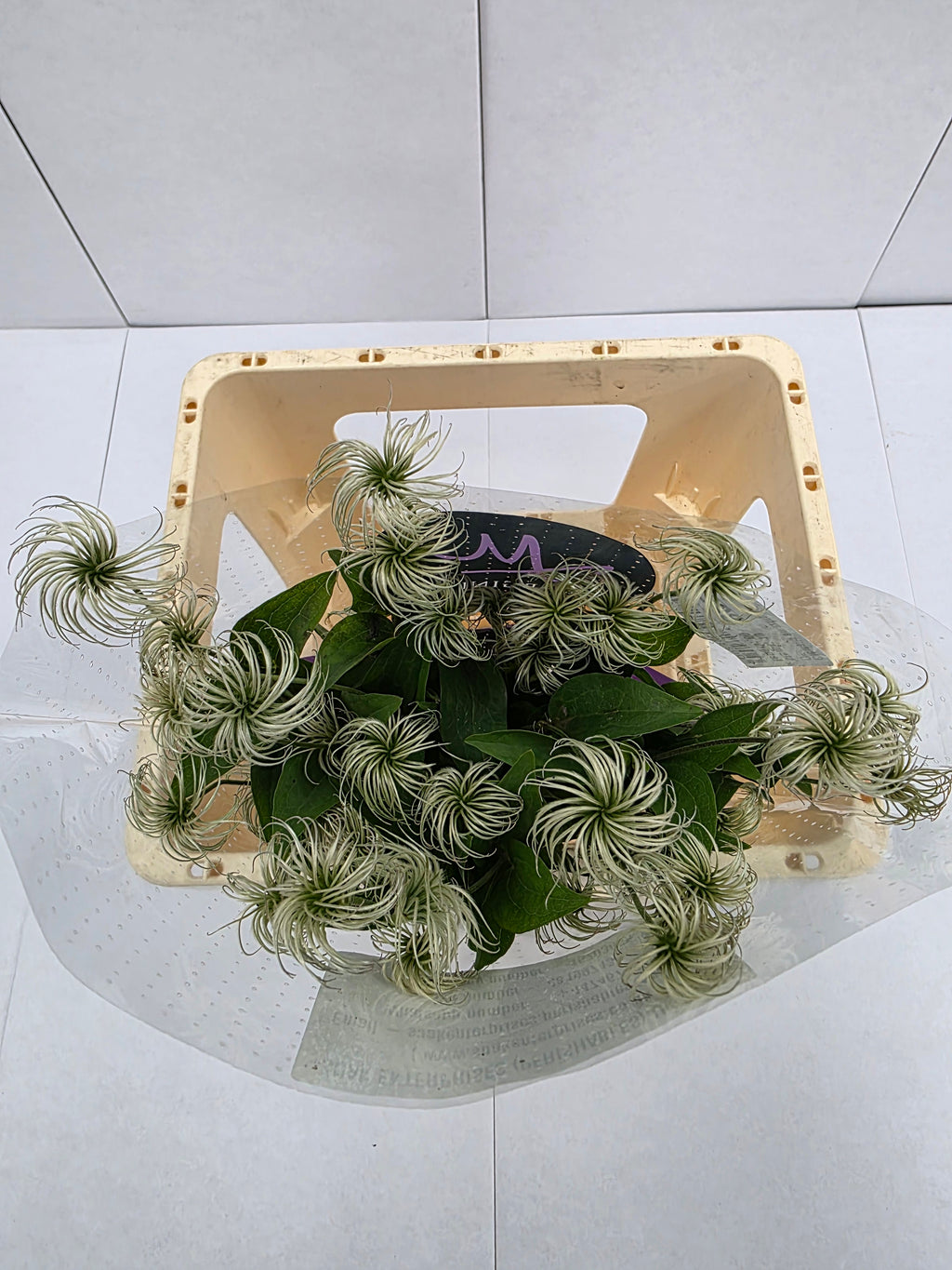 Farm Fresh Clematis Amazing Kibo(Bunch of 10 stems, Length 60cm)