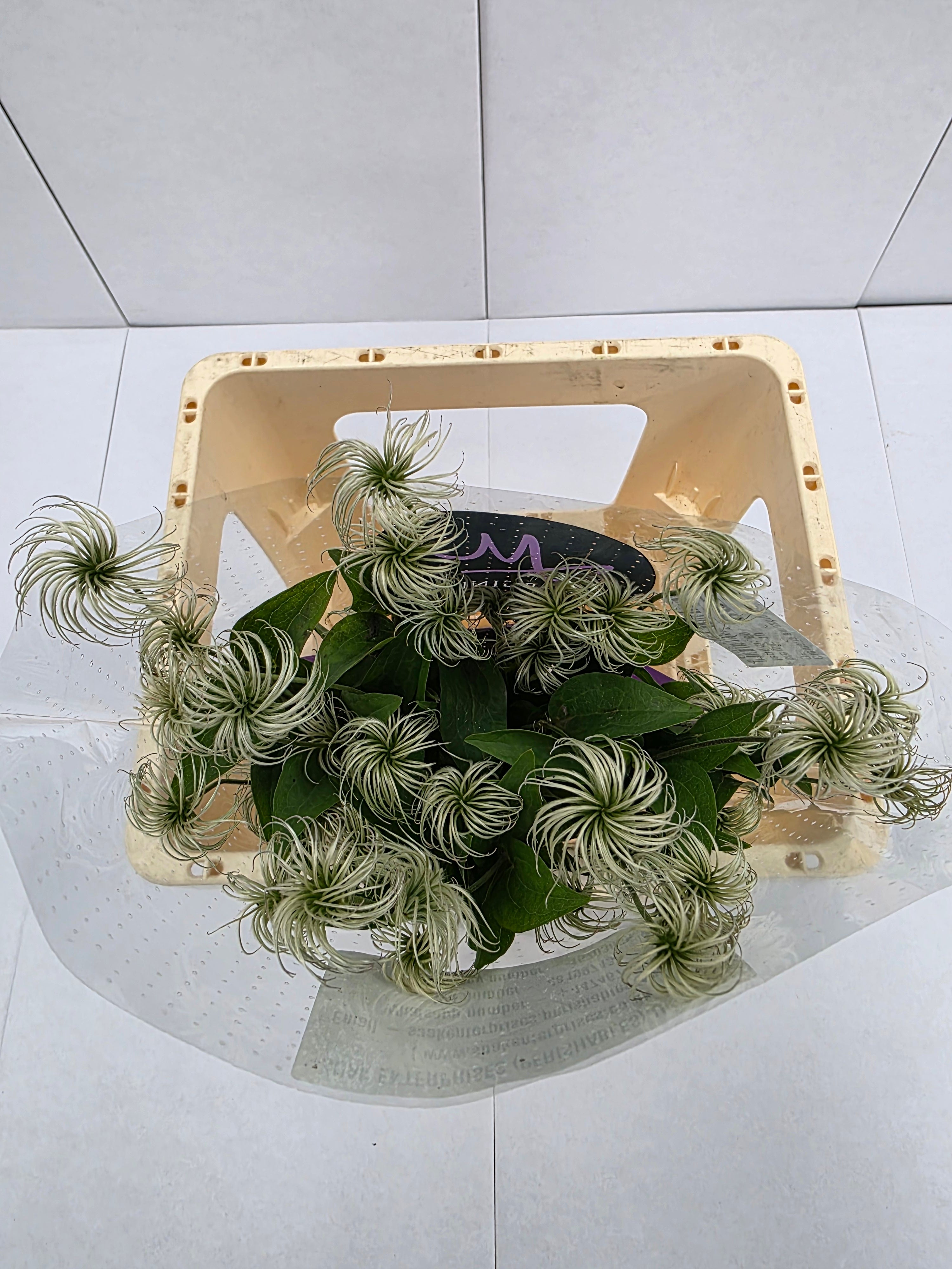 Farm Fresh Clematis Amazing Kibo(Bunch of 10 stems, Length 70cm)