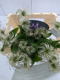 Farm Fresh Clematis Amazing Kibo(Bunch of 10 stems, Length 60cm)