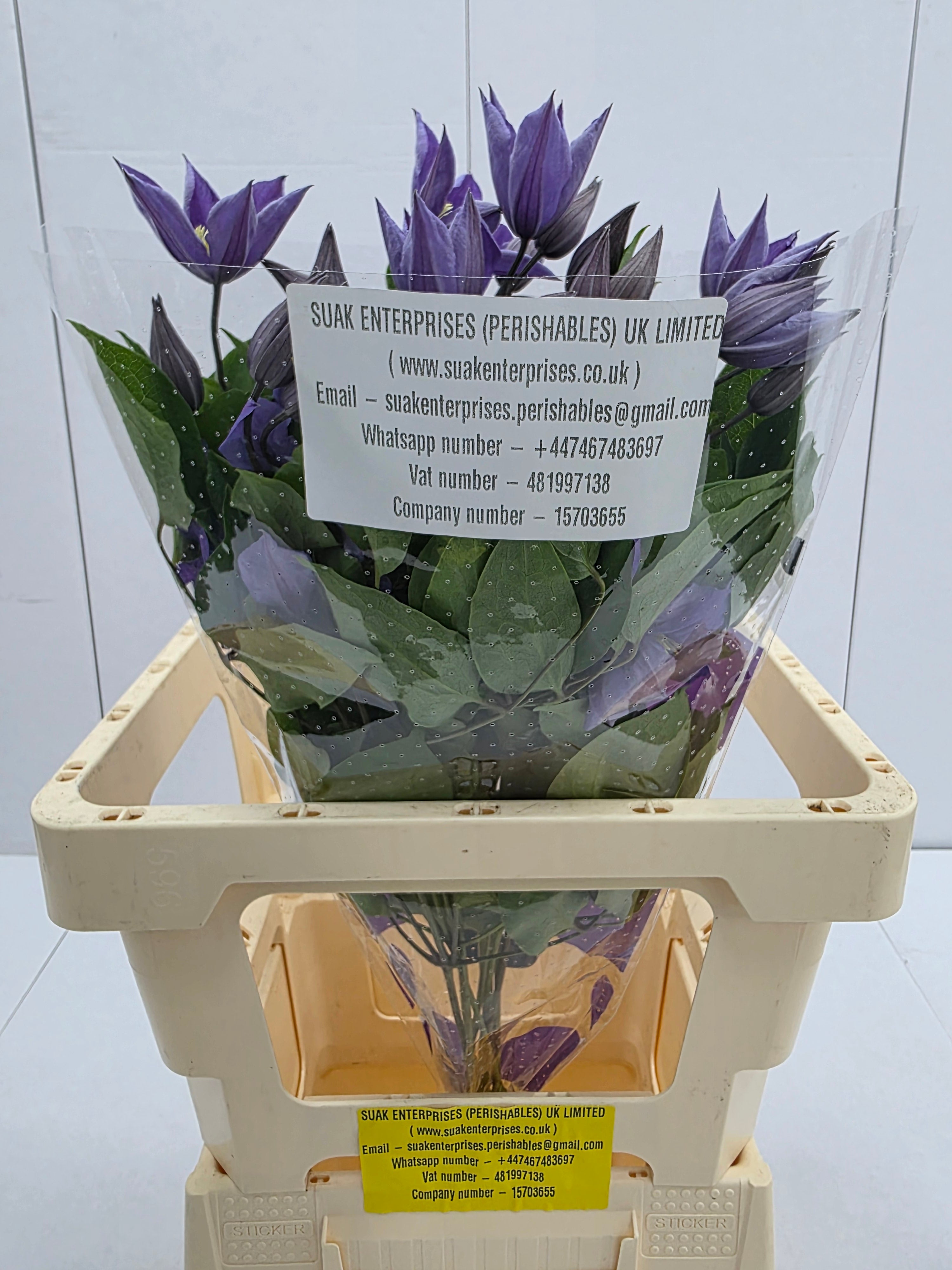 Farm Fresh Clematis Amazing Sophia(Bunch of 10 stems, Length 60cm)