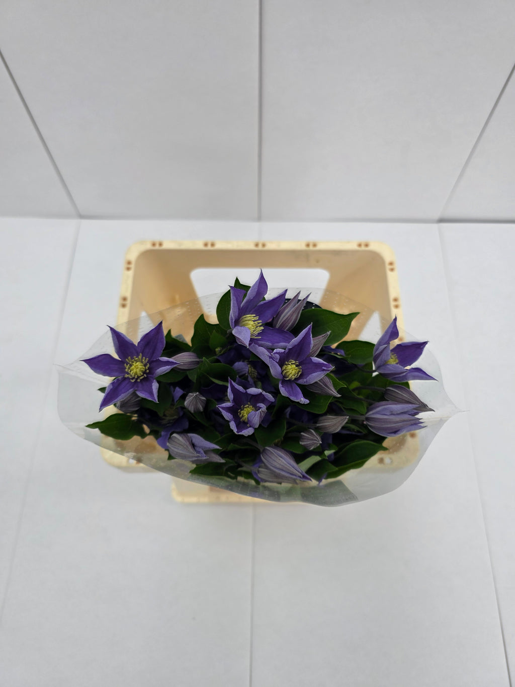 Farm Fresh Clematis Amazing Sophia(Bunch of 10 stems, Length 60cm)
