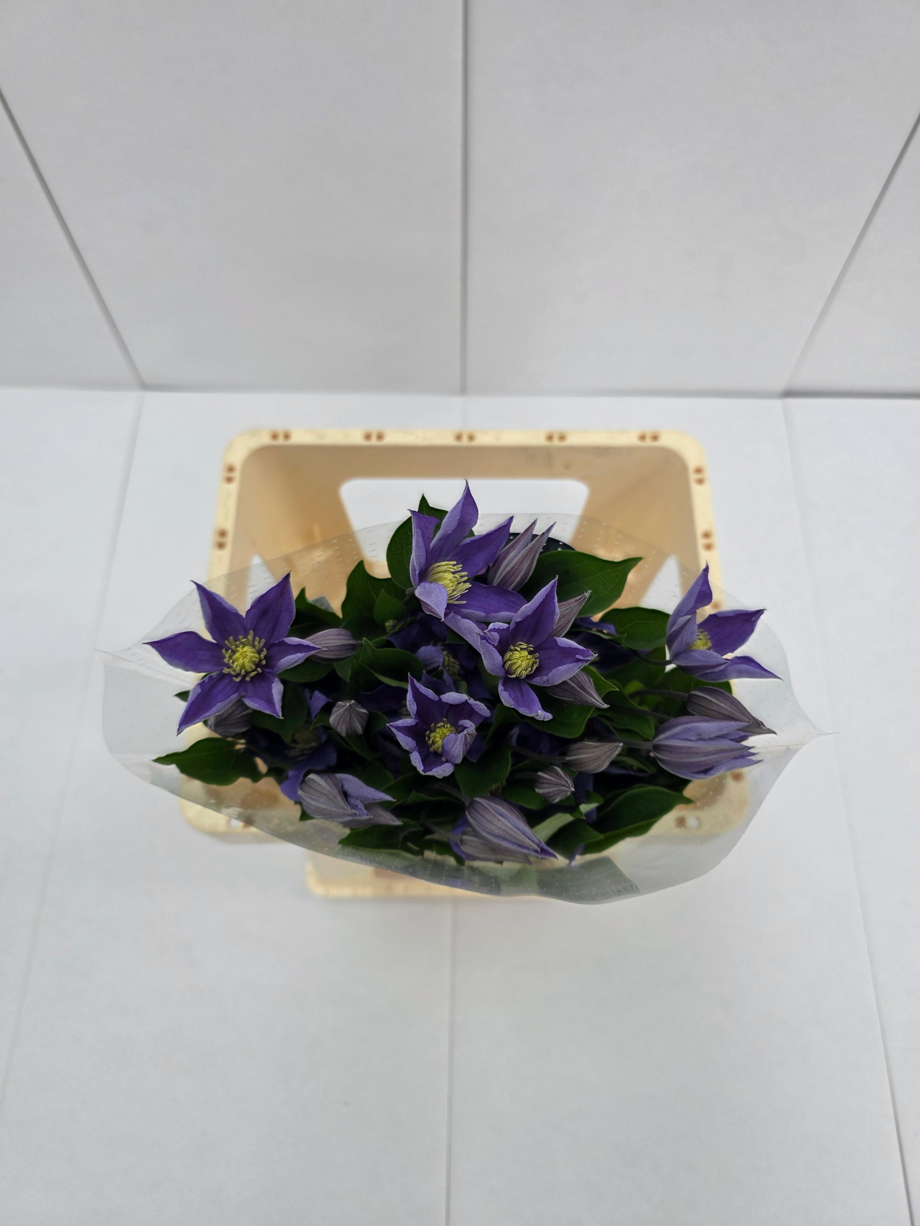 Farm Fresh Clematis Amazing Sophia(Bunch of 10 stems, Length 60cm)