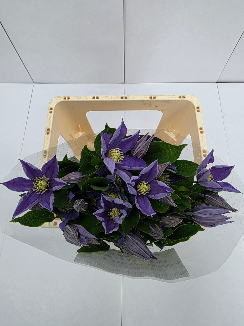 Farm Fresh Clematis Amazing Sophia(Bunch of 10 stems, Length 60cm)