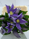 Farm Fresh Clematis Amazing Sophia(Bunch of 10 stems, Length 60cm)
