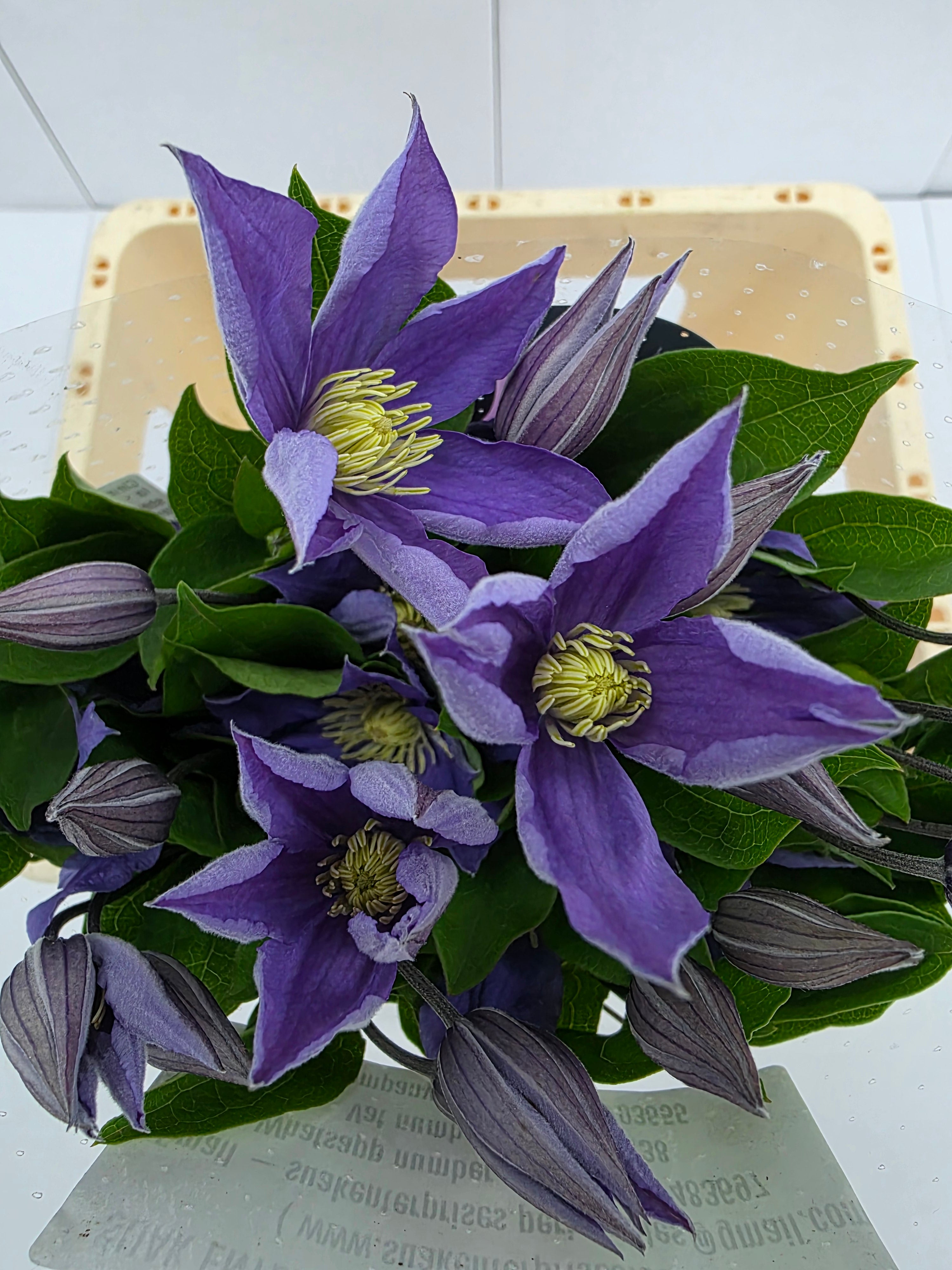 Farm Fresh Clematis Amazing Sophia(Bunch of 10 stems, Length 60cm)