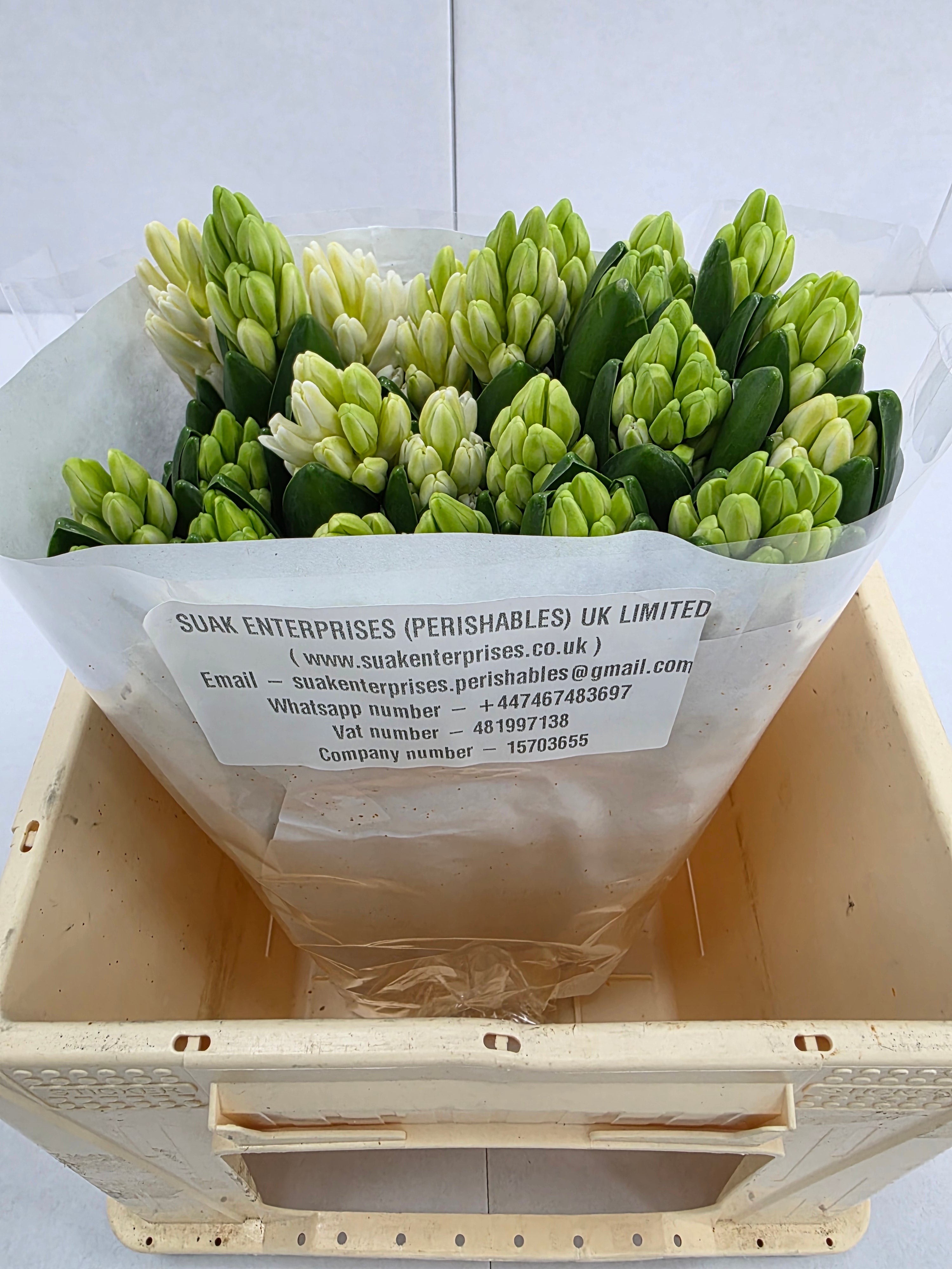 Farm Fresh Hyacinthus Orientalis Antartica (Bunch of 25stems, Length 30cm)