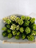 Farm Fresh Hyacinthus Orientalis Antartica (Bunch of 25stems, Length 30cm)