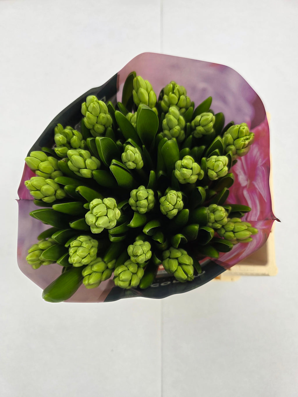 Farm Fresh Hyacinthus Orientalis Top White(Bunch of 25stems, Length 30cm)